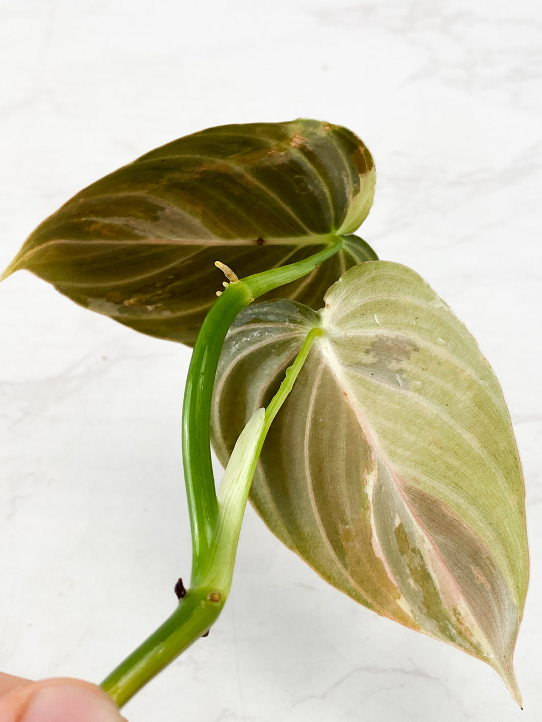 Philodendron Melanochrysum  variegated  Rooting 2 leaves Top Cutting