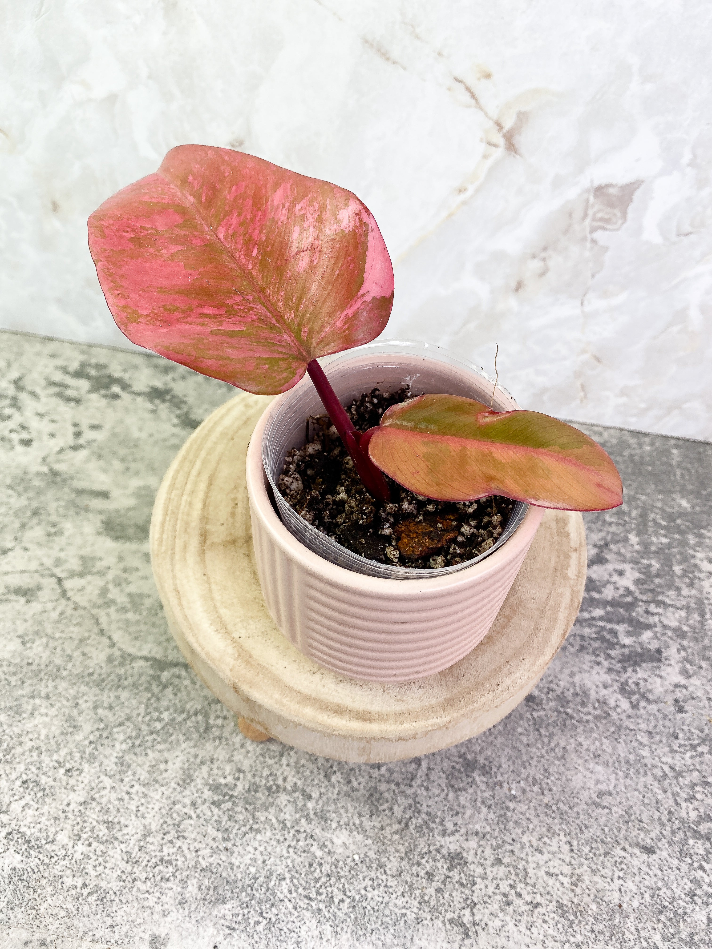 Philodendron Strawberry Shakes rooting in soil Top Cutting Highly Variegated