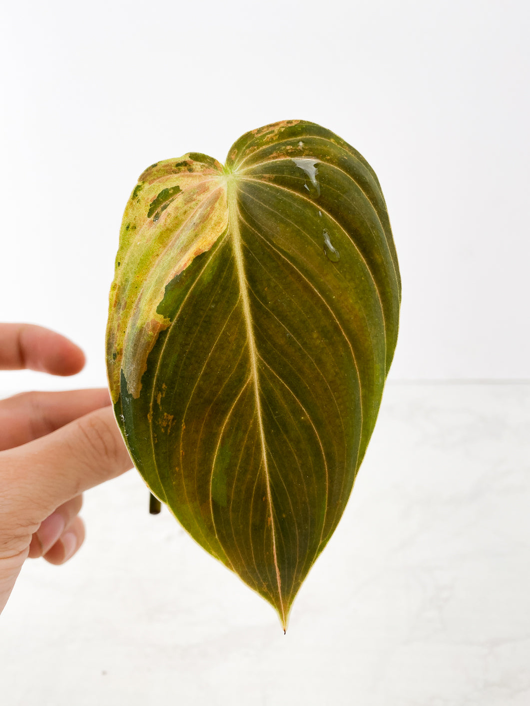 Philodendron Melanochrysum  variegated  Rooting 1 leaf double nodes 2 sprouts