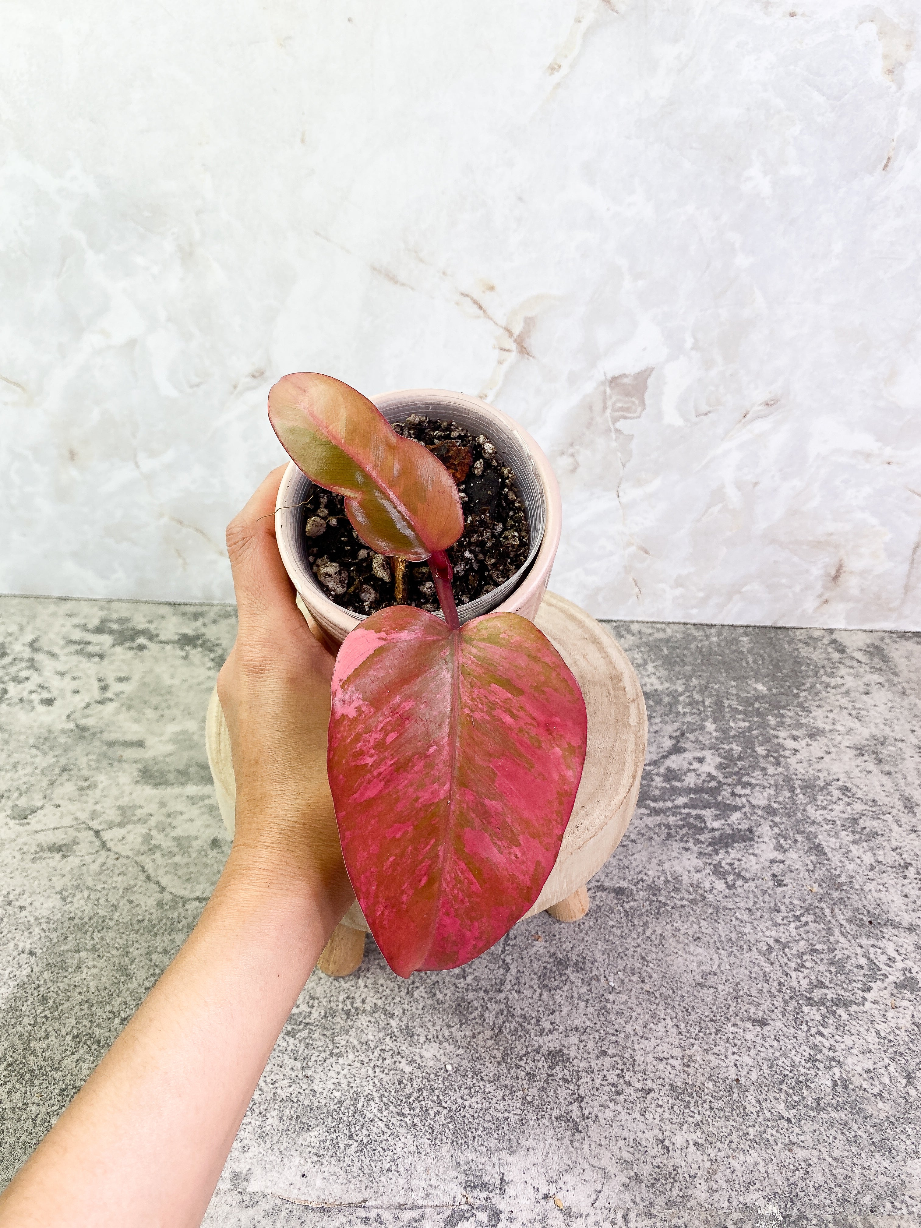 Philodendron Strawberry Shakes rooting in soil Top Cutting Highly Variegated