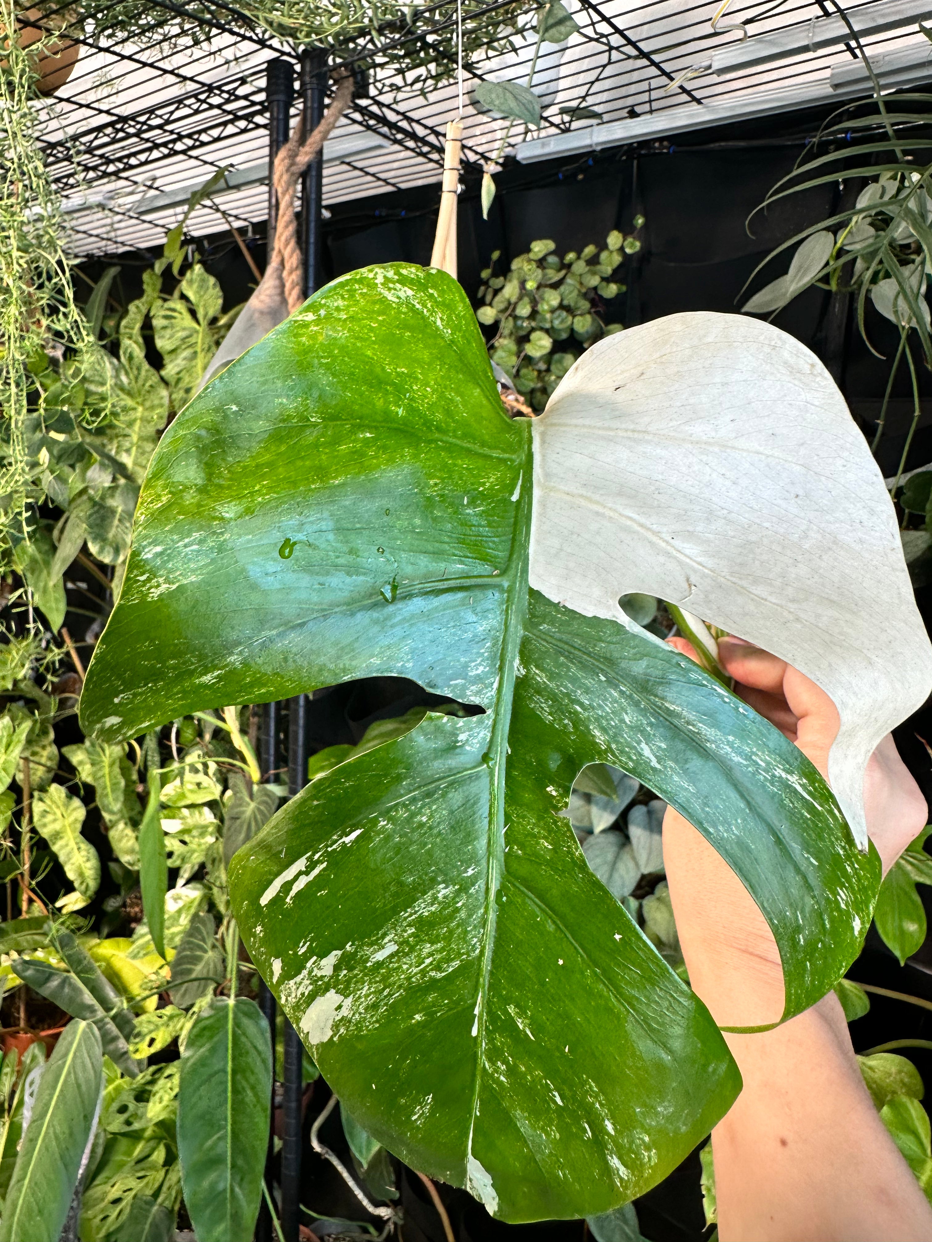 Monstera albo Variegated cutting