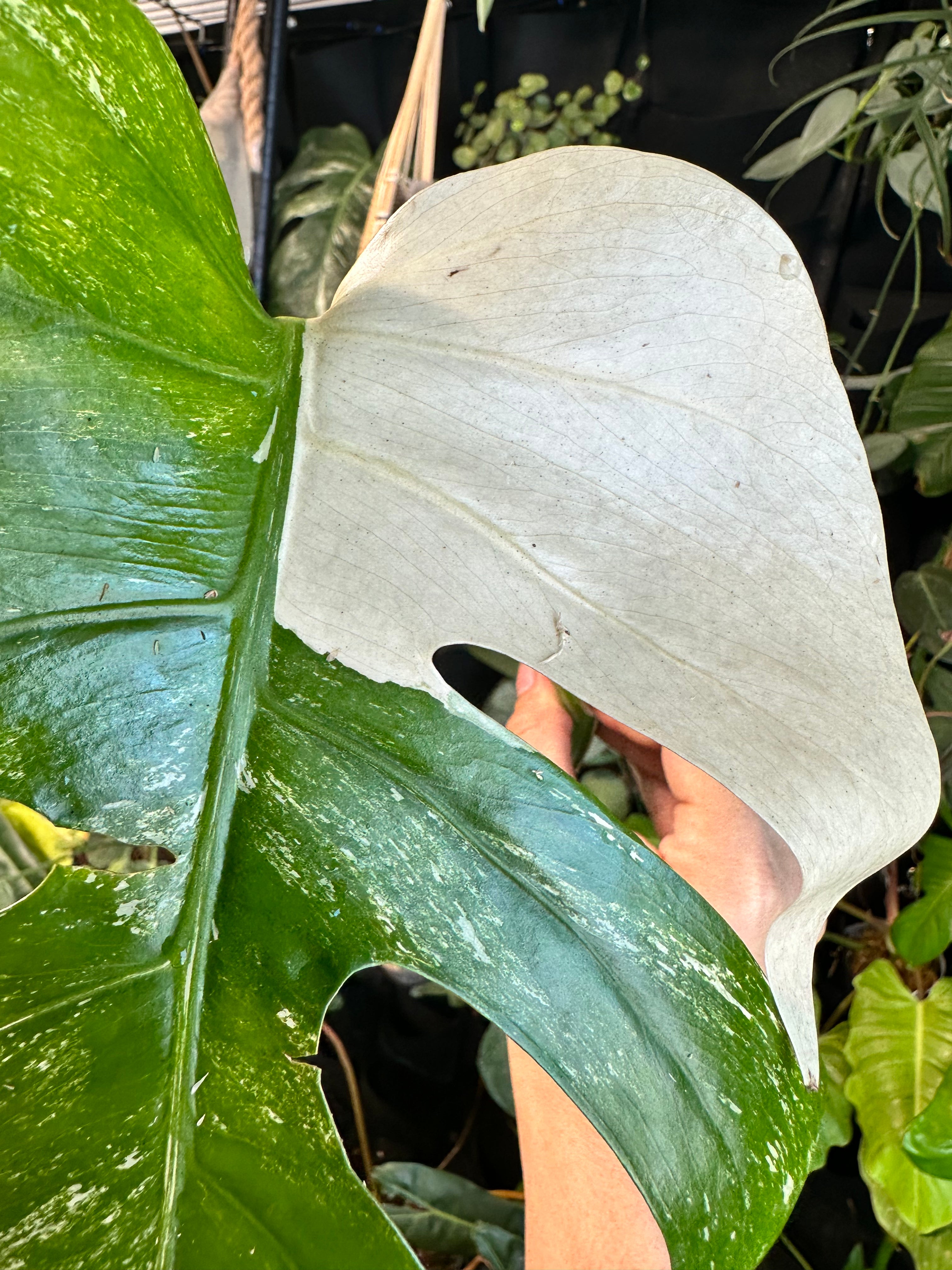 Monstera albo Variegated cutting