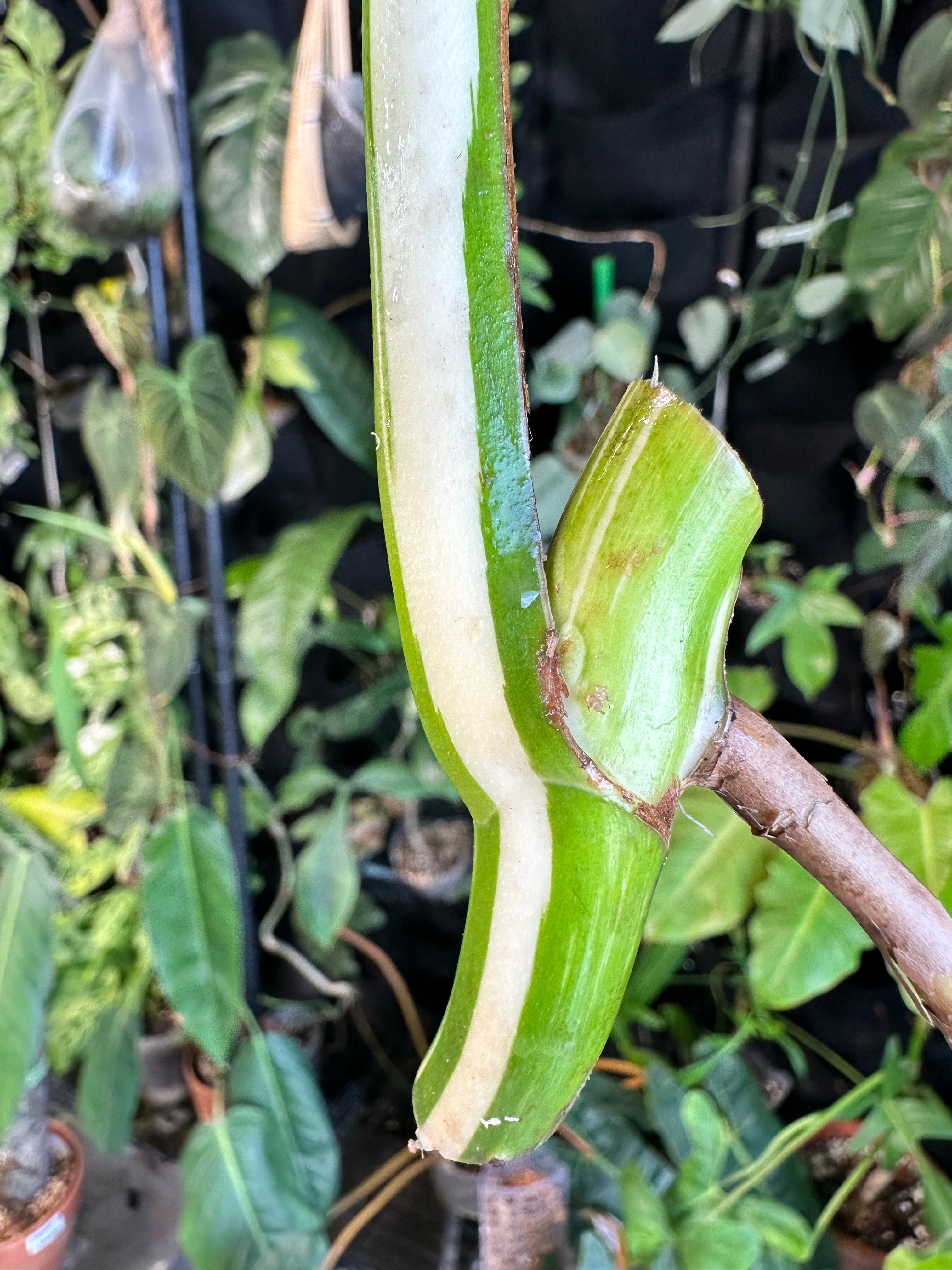 Monstera albo Variegated cutting