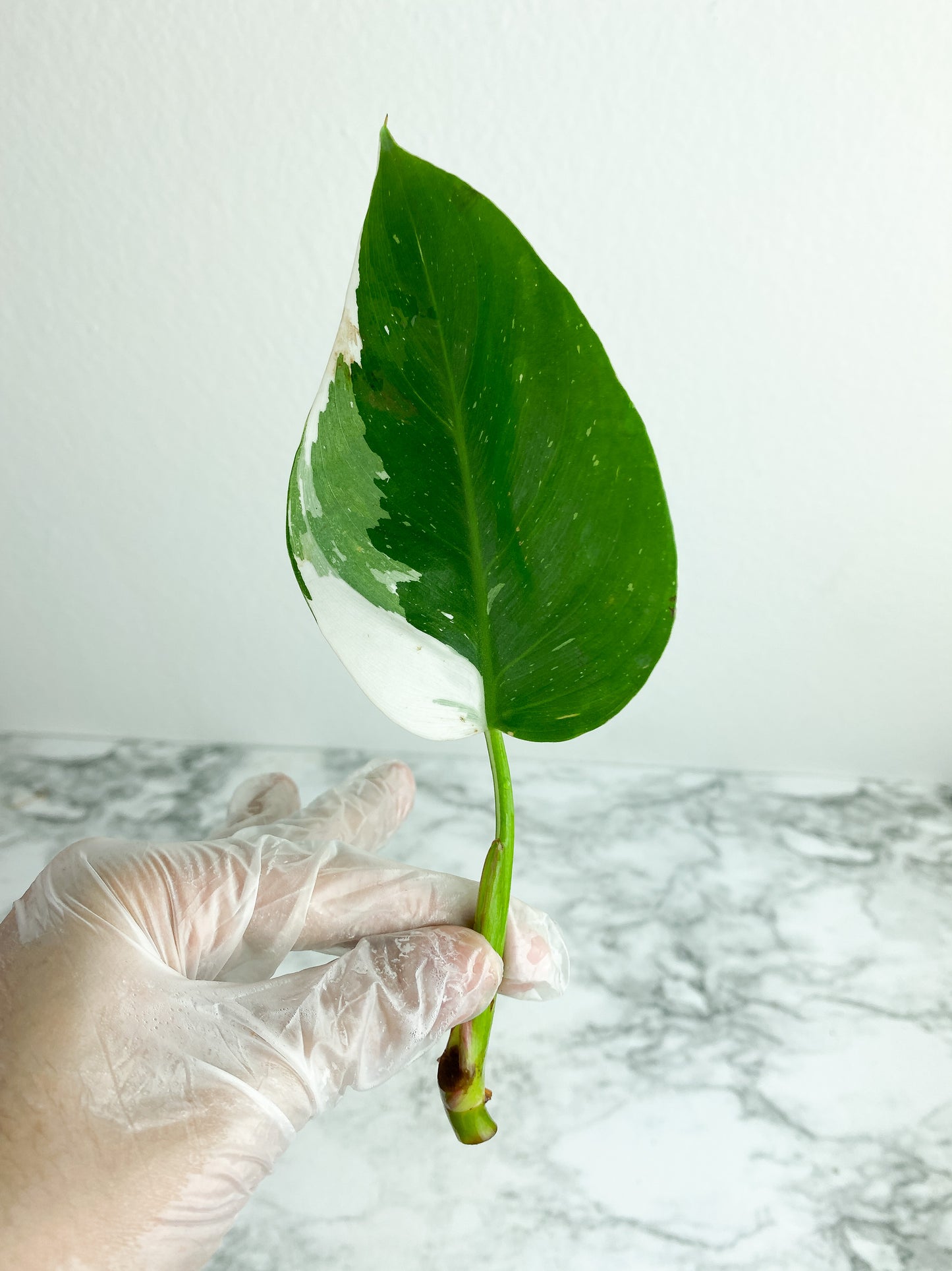 Philodendron White Princess unrooted cutting