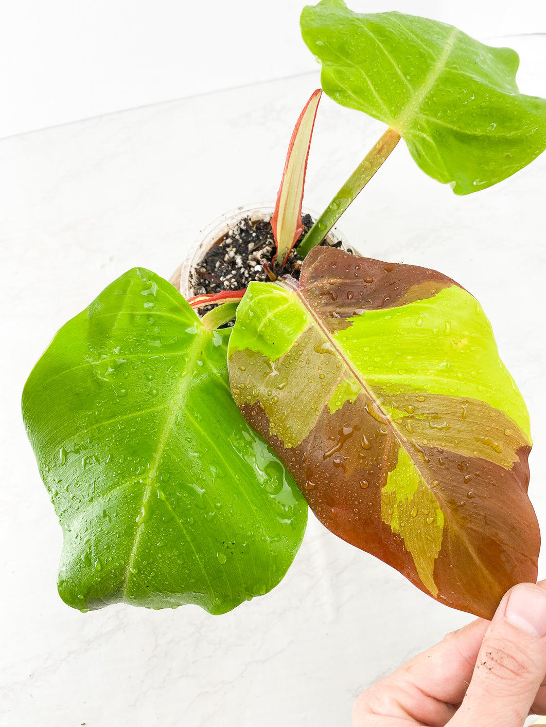 Philodendron Red Moon Slightly Rooted 3 leaves 1 sprout  Top Cutting