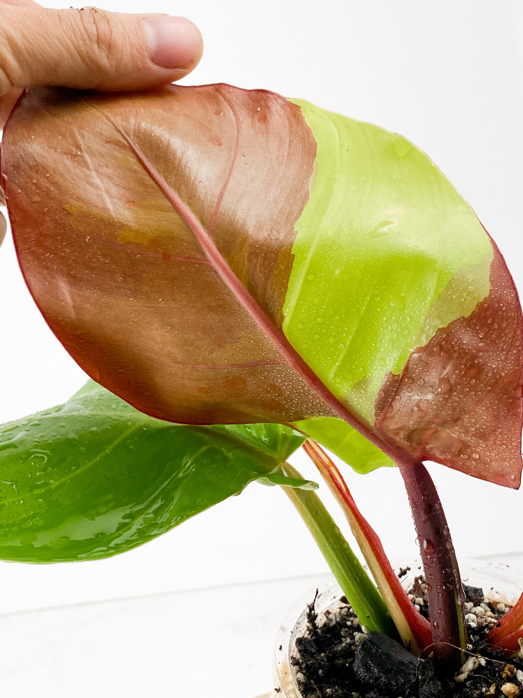 Philodendron Red Moon Slightly Rooted 3 leaves 1 sprout  Top Cutting