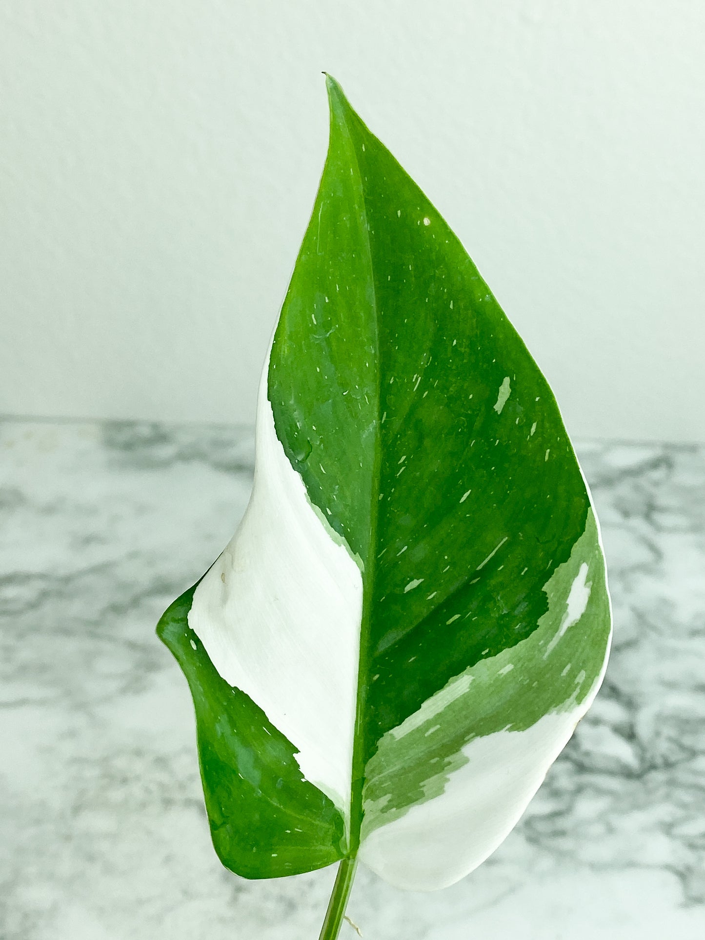 Philodendron White Princess rooting cutting
