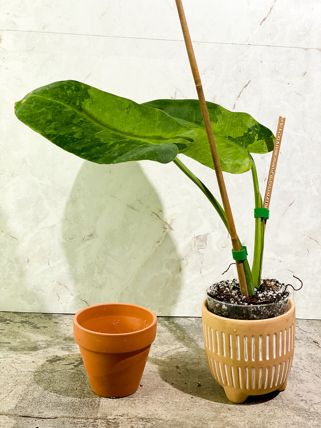 Philodendron Jose Buono  Slightly Rooted 2 leaves