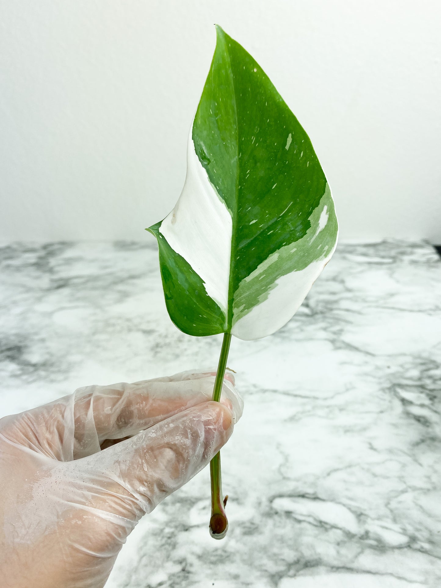 Philodendron White Princess rooting cutting