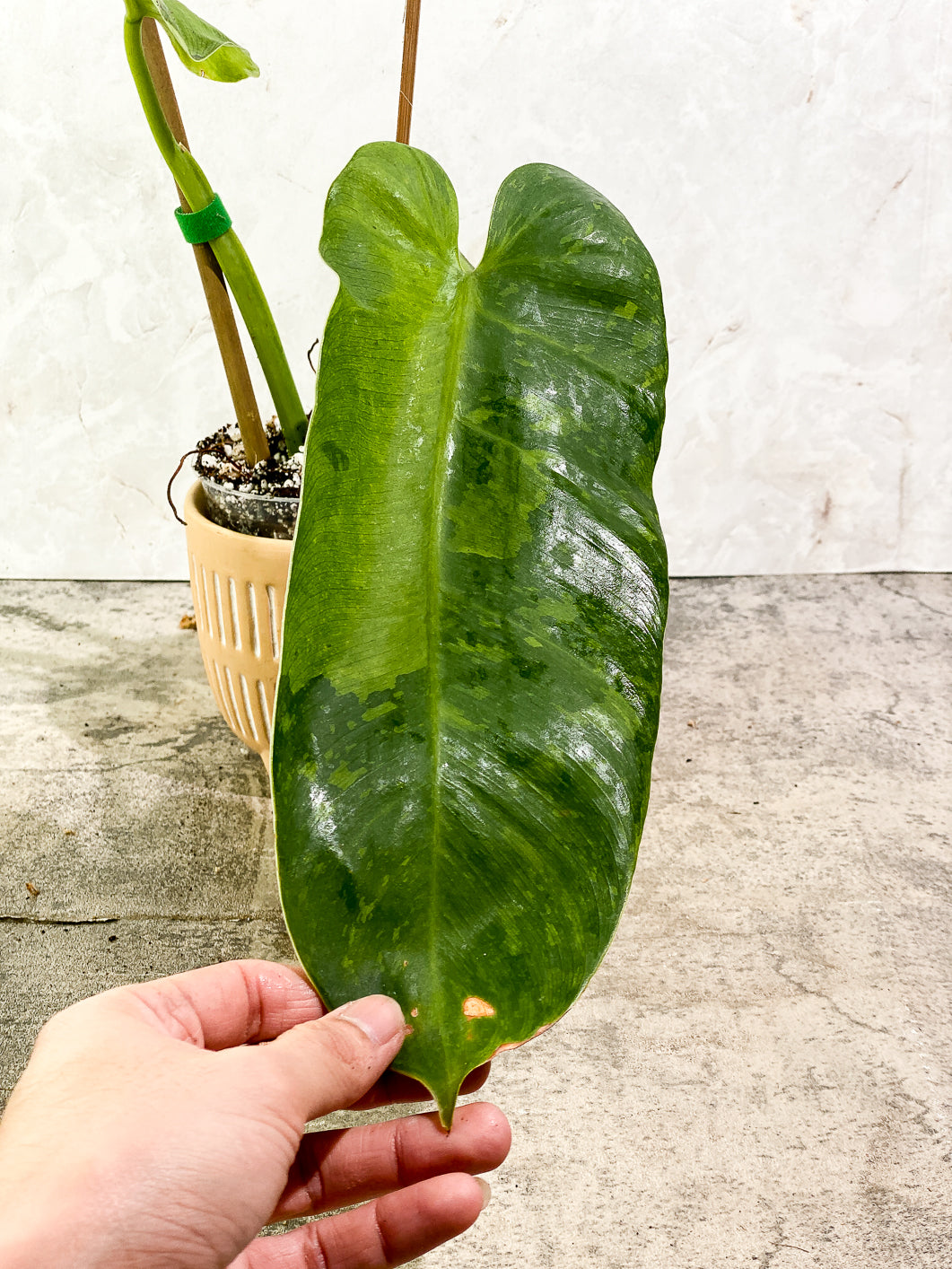 Philodendron Jose Buono  Slightly Rooted 2 leaves