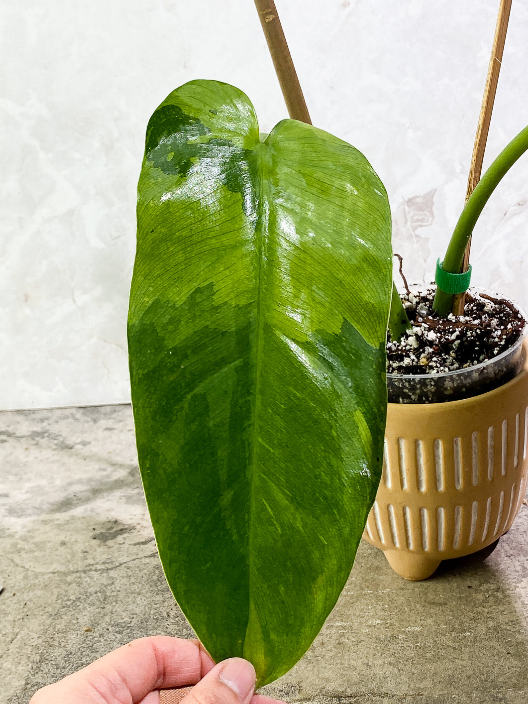 Philodendron Jose Buono  Slightly Rooted 2 leaves