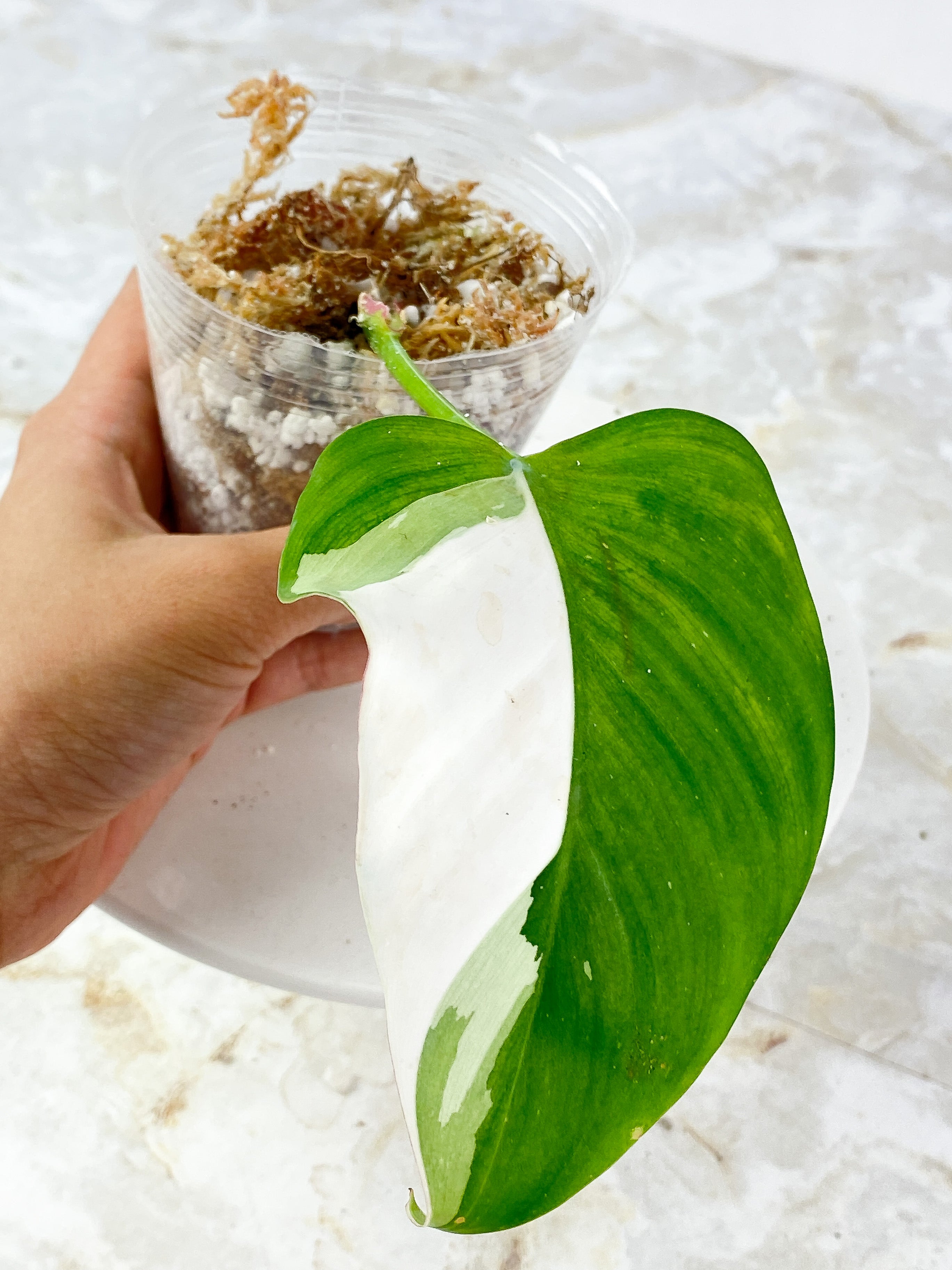 Philodendron White Princess Half Moon Rooting