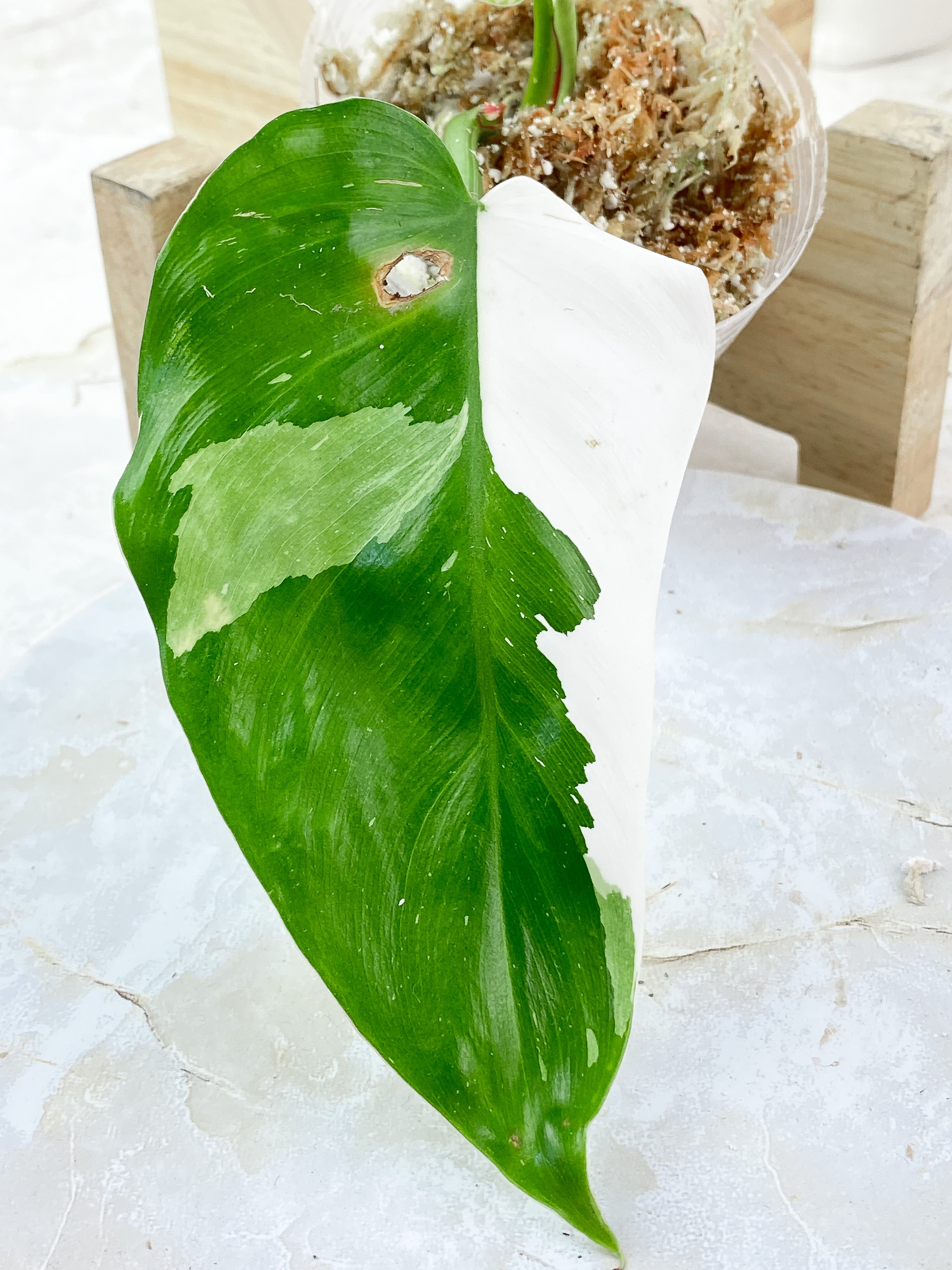 Philodendron White Princess Highly Variegated 3 leaves Top Cutting Rooting