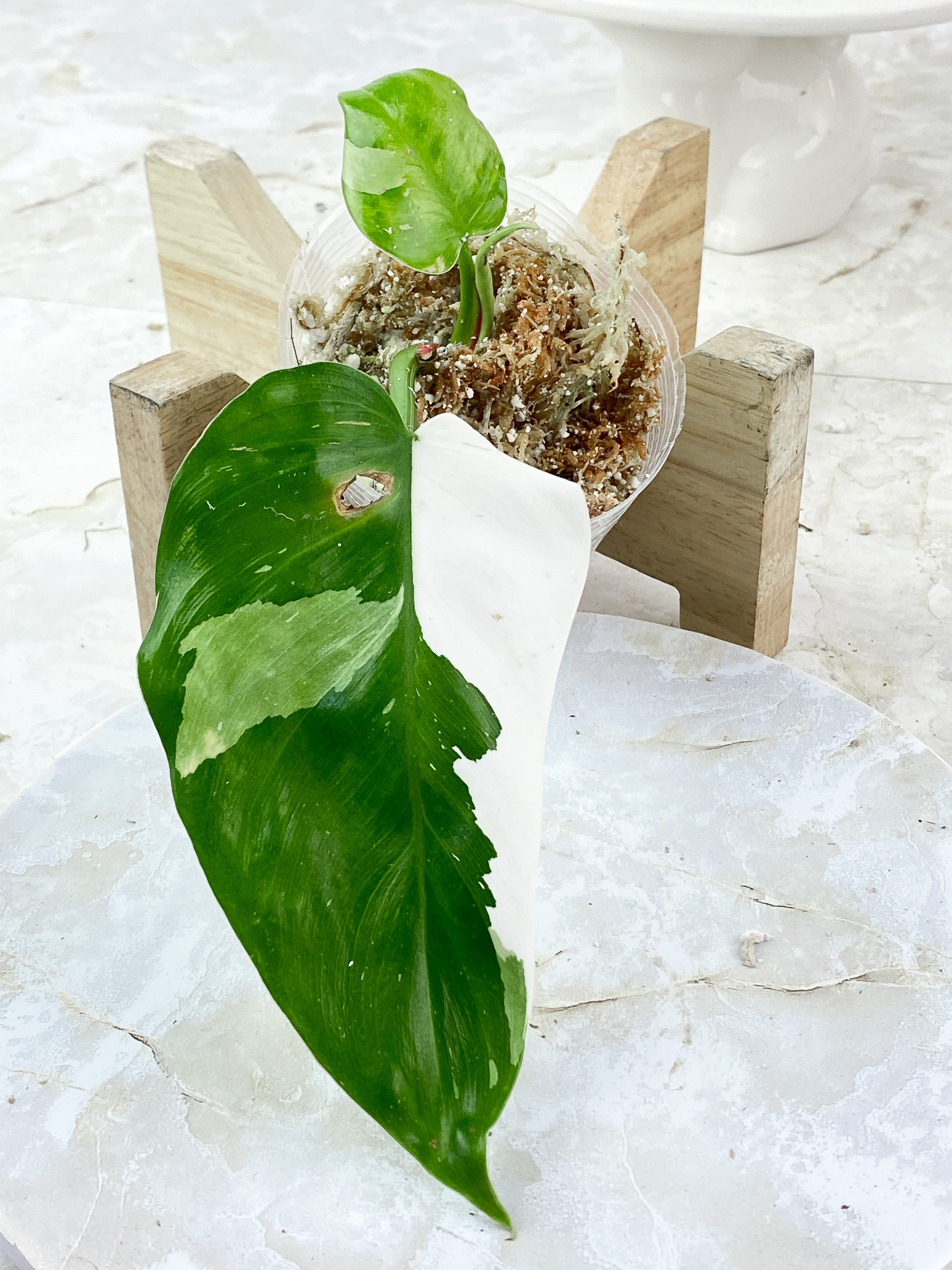 Philodendron White Princess Highly Variegated 3 leaves Top Cutting Rooting