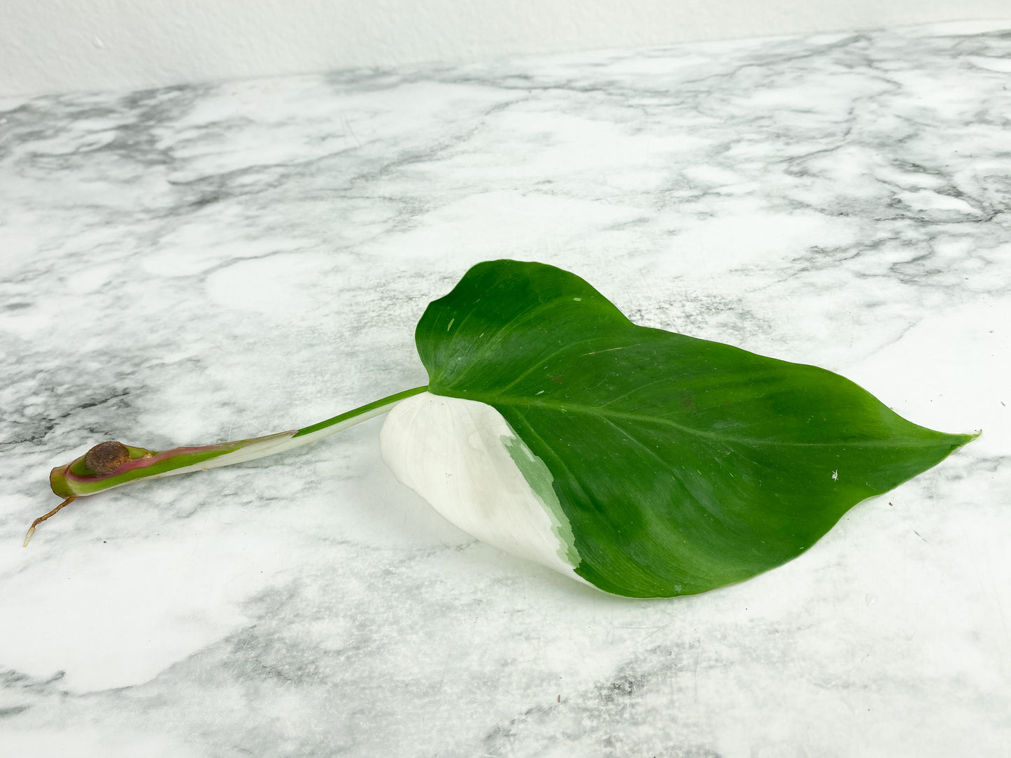 Philodendron White Princess  rooting 1 big leaf high variegation