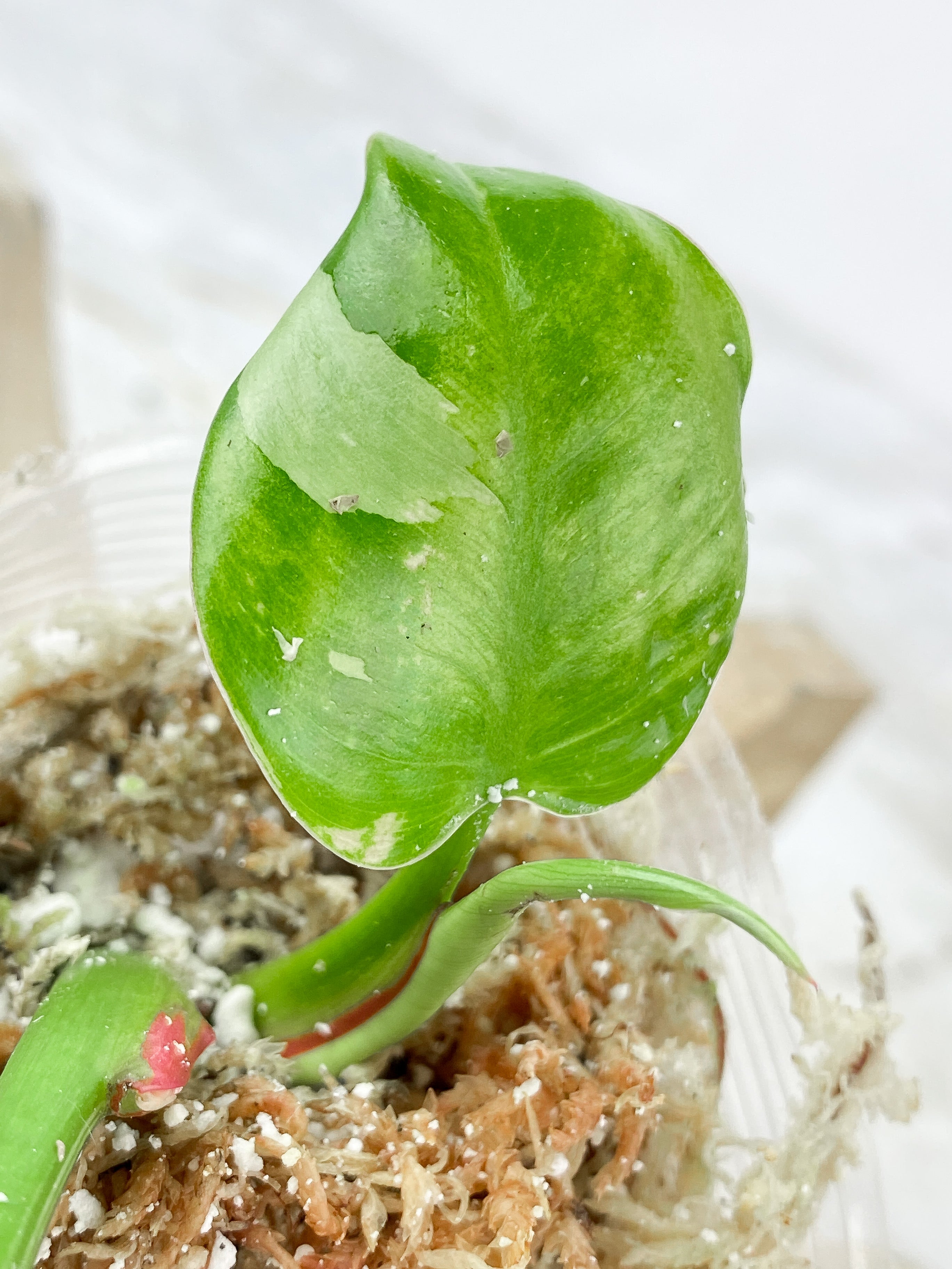 Philodendron White Princess Highly Variegated 3 leaves Top Cutting Rooting