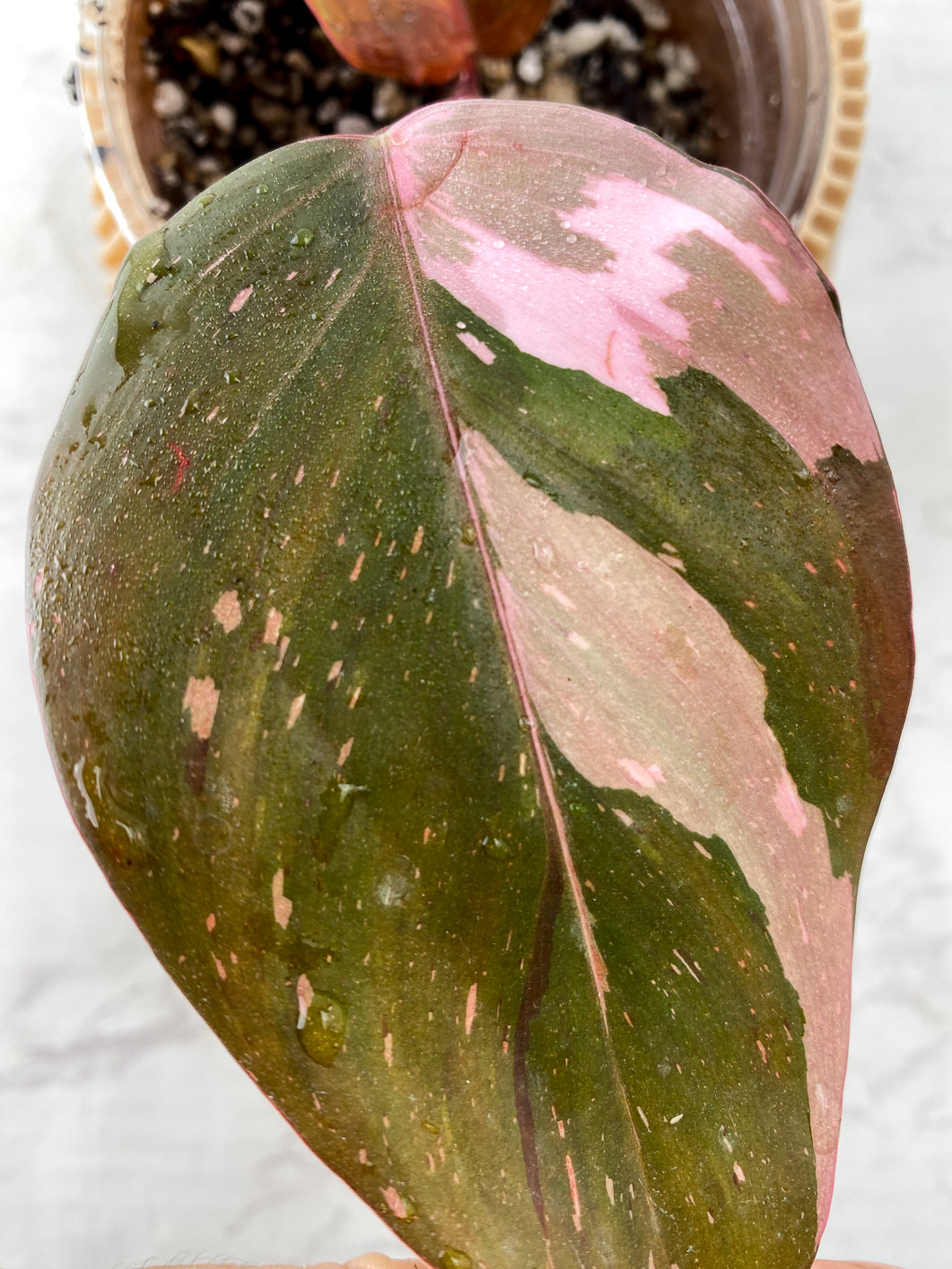 Philodendron red Anderson Rooting in soil 2 leaves Top Cutting Highly Variegated