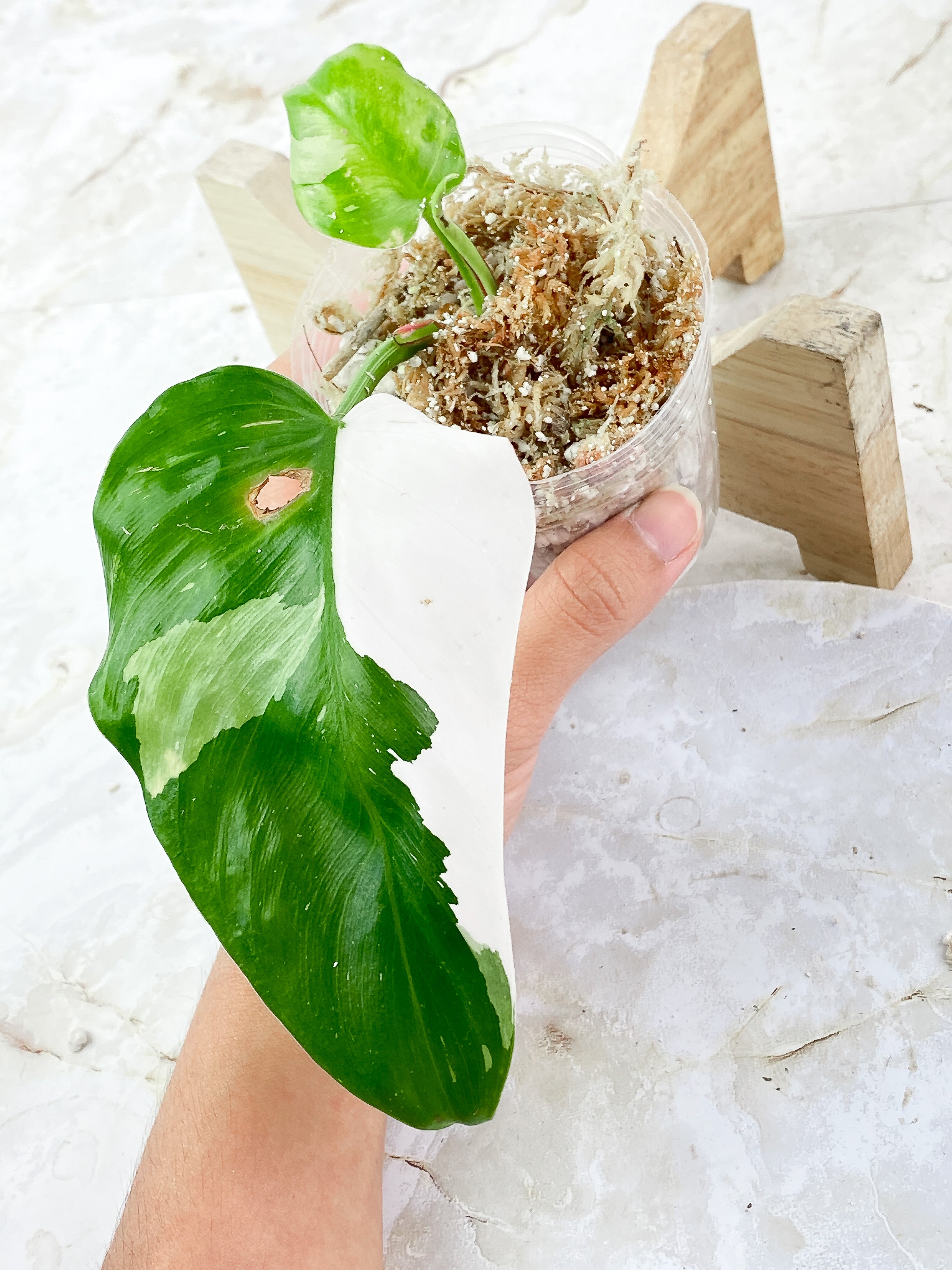 Philodendron White Princess Highly Variegated 3 leaves Top Cutting Rooting