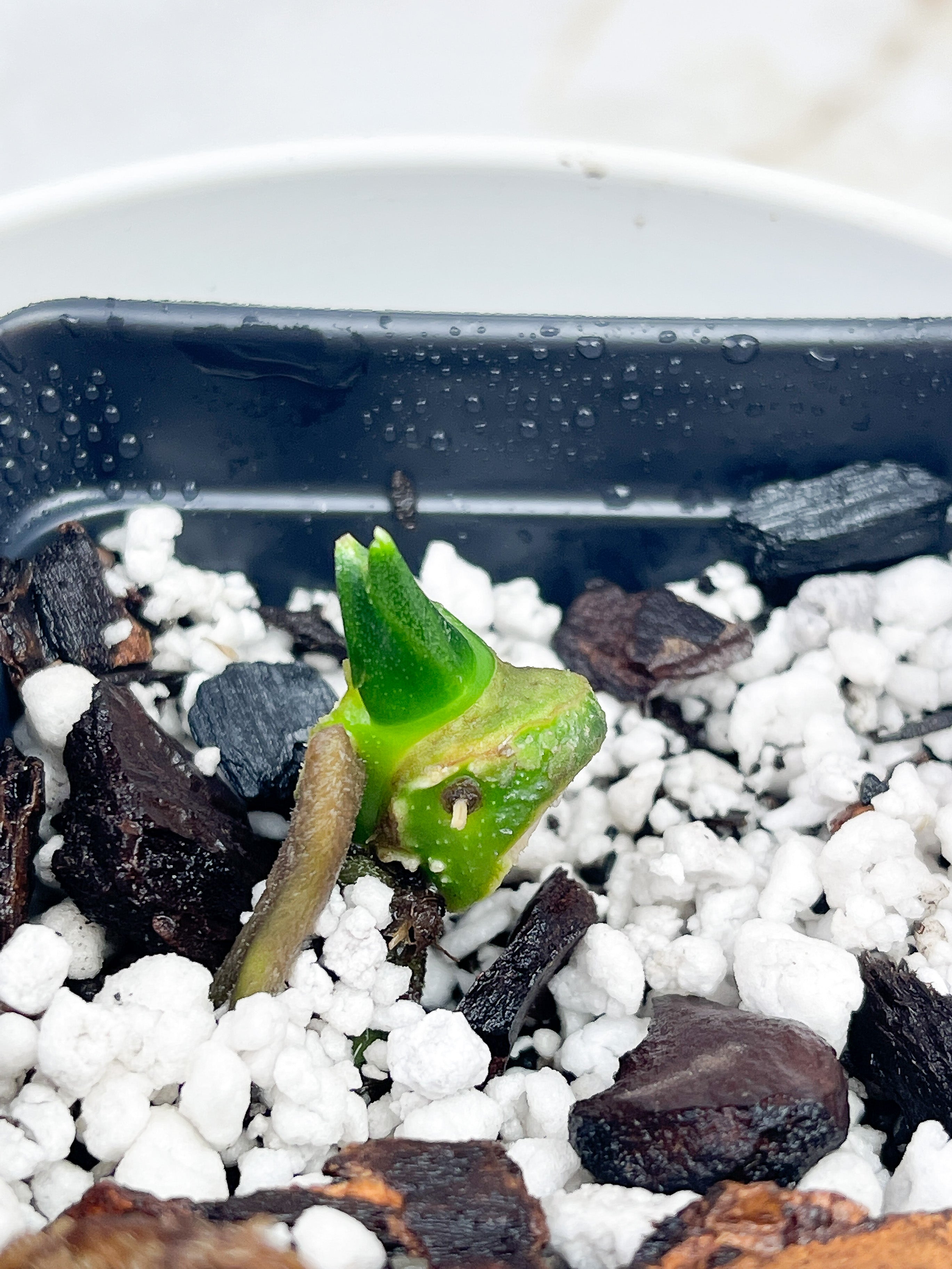 Monstera Esqueleto rooted node 1 sprout