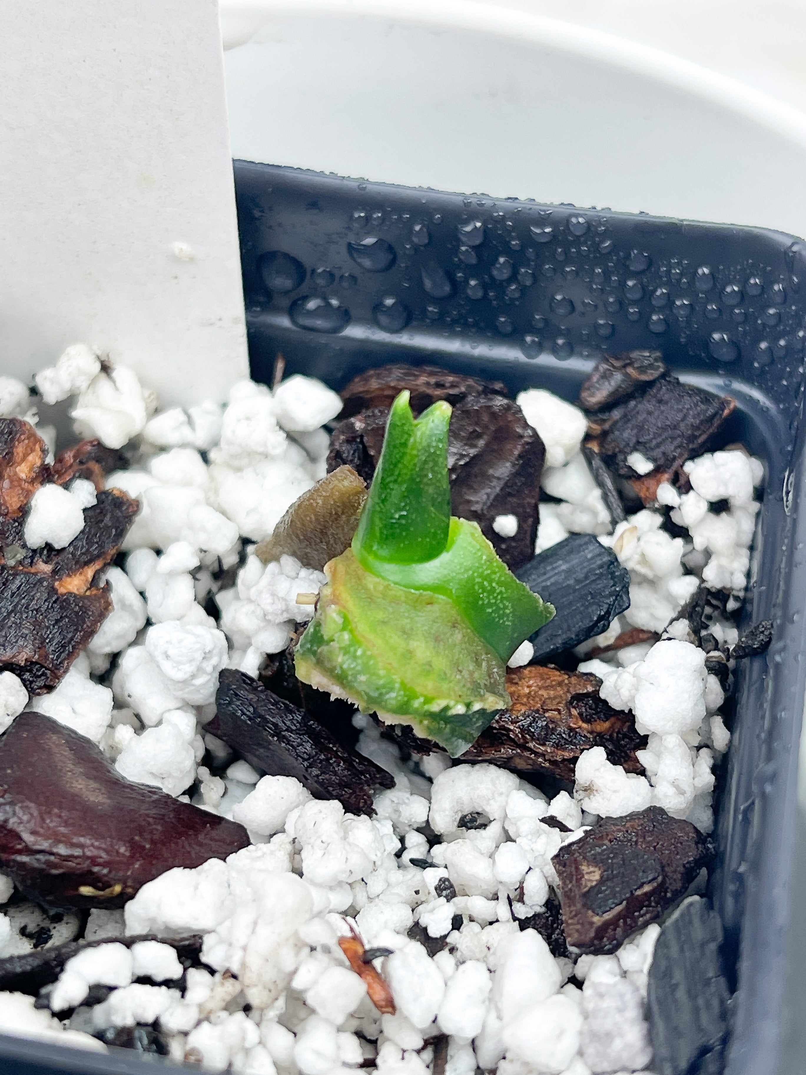 Monstera Esqueleto rooted node 1 sprout