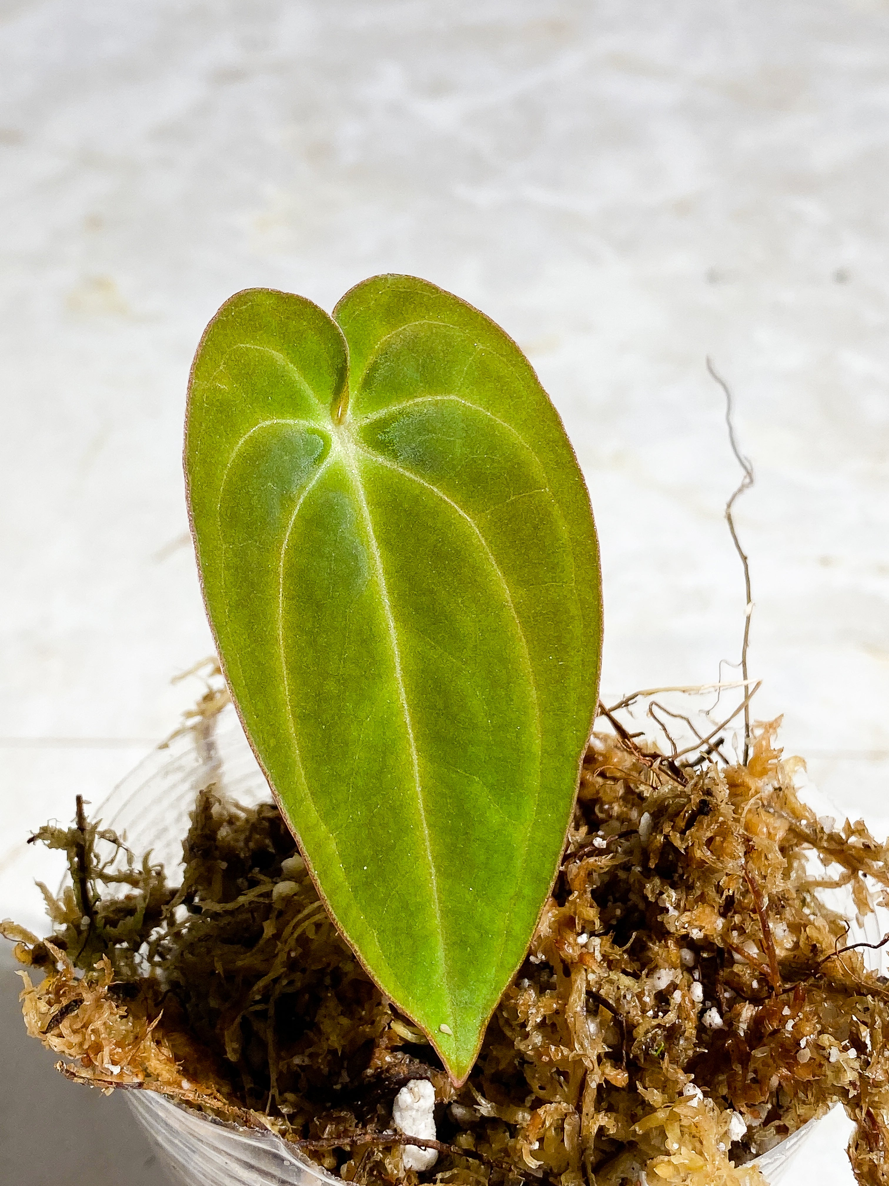 anthurium Dark Phoenix (papillilaminum x Dressleri) 1 leaf rooted