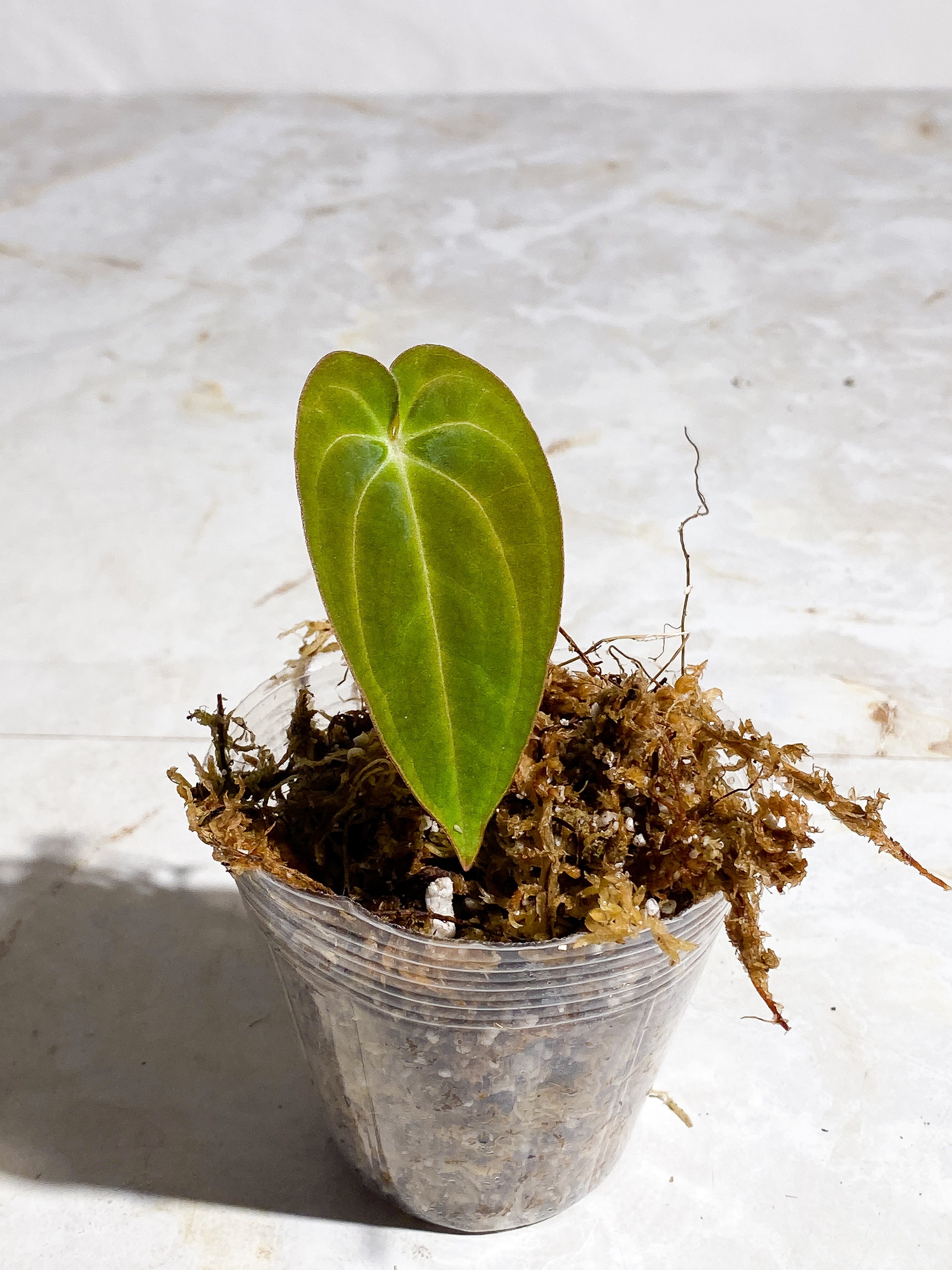 anthurium Dark Phoenix (papillilaminum x Dressleri) 1 leaf rooted