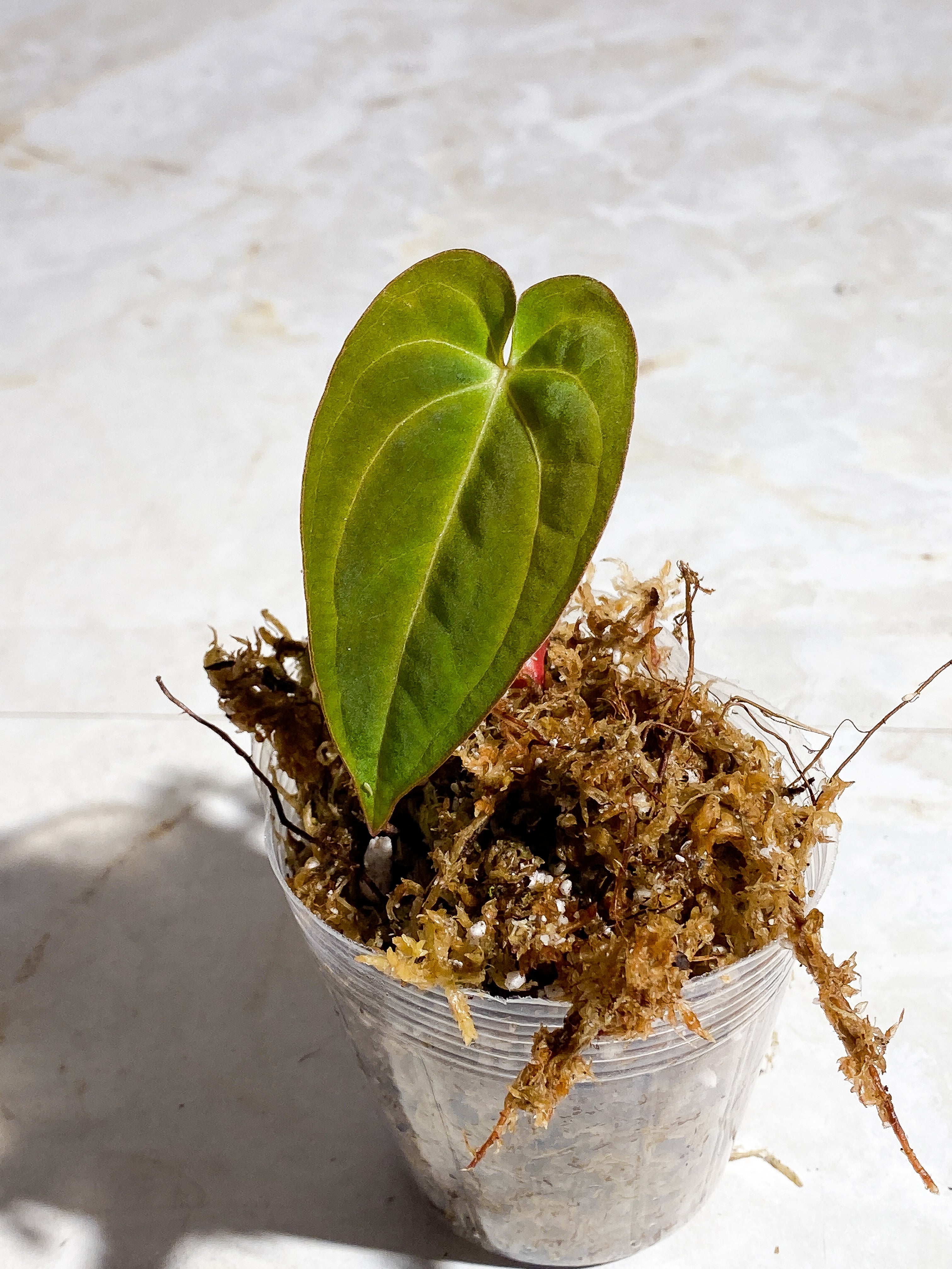 anthurium Dark Phoenix (papillilaminum x Dressleri) 1 leaf rooted