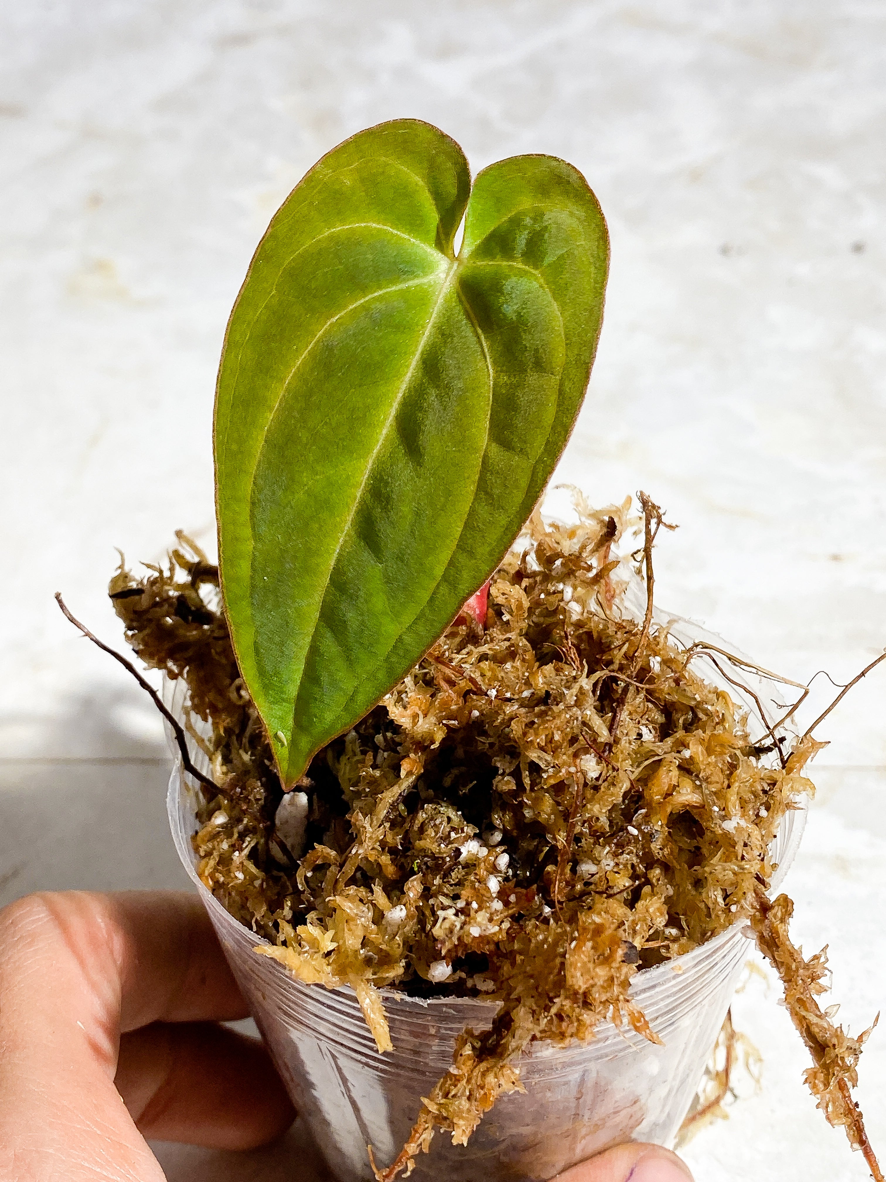 anthurium Dark Phoenix (papillilaminum x Dressleri) 1 leaf rooted