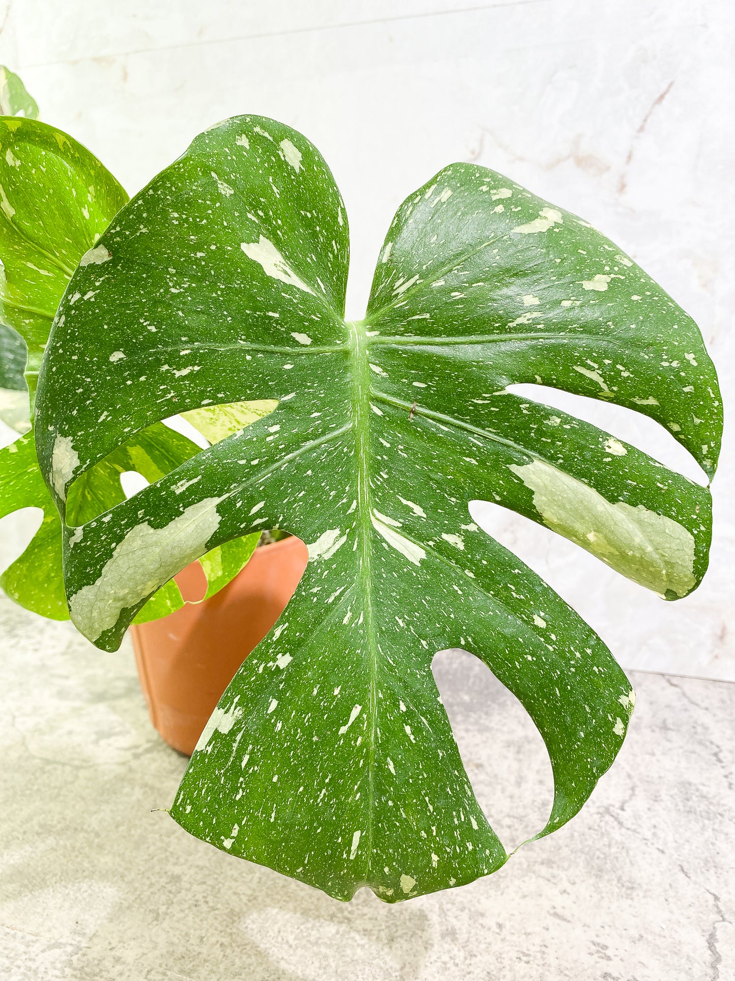 Monstera Thai Constellation 4leaves Slightly Rooted