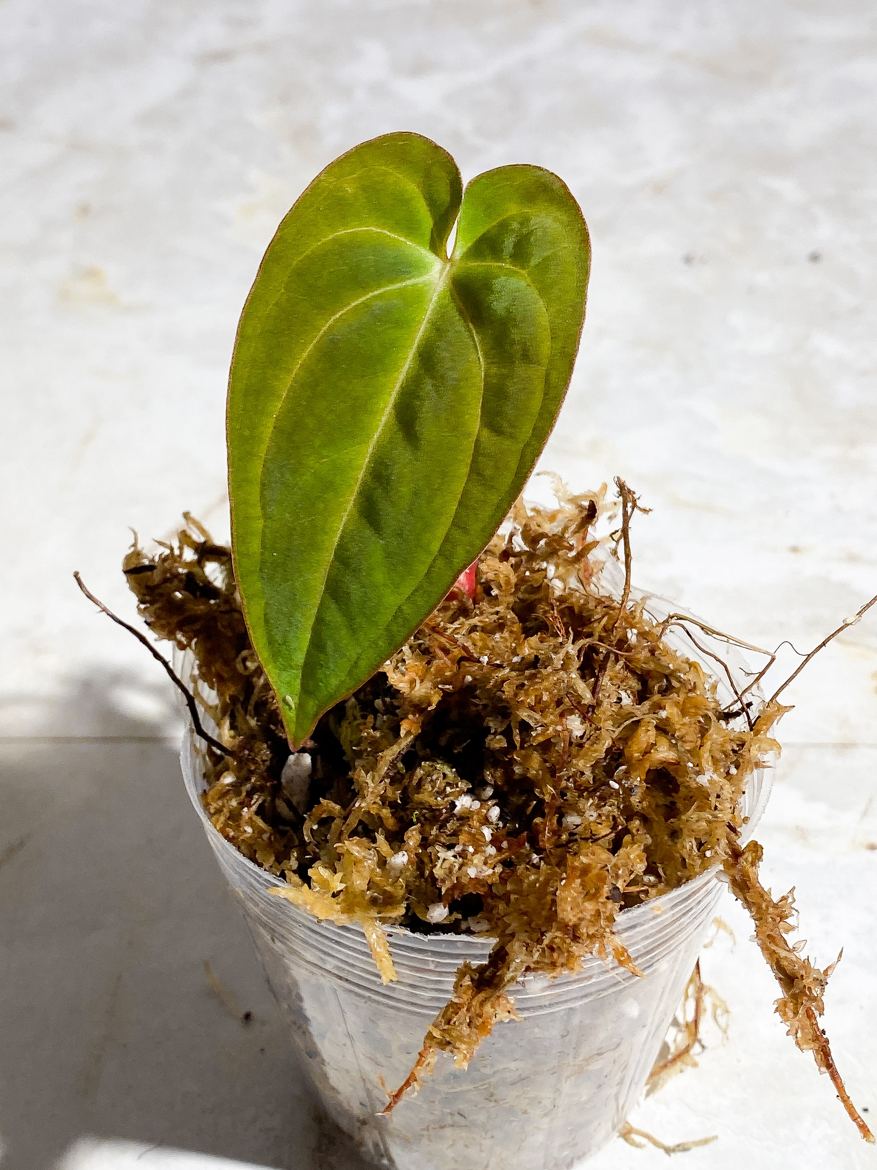 anthurium Dark Phoenix (papillilaminum x Dressleri) 1 leaf rooted