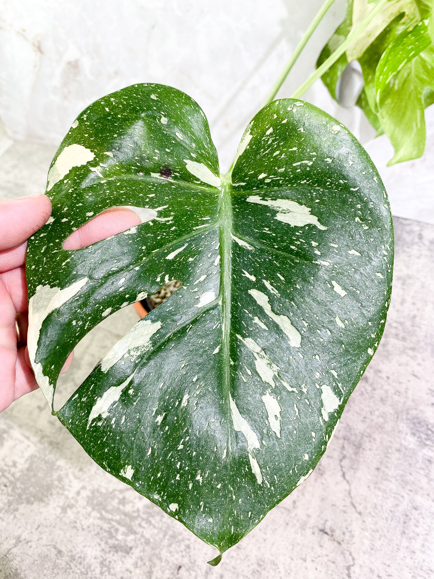 Monstera Thai Constellation 4leaves Slightly Rooted