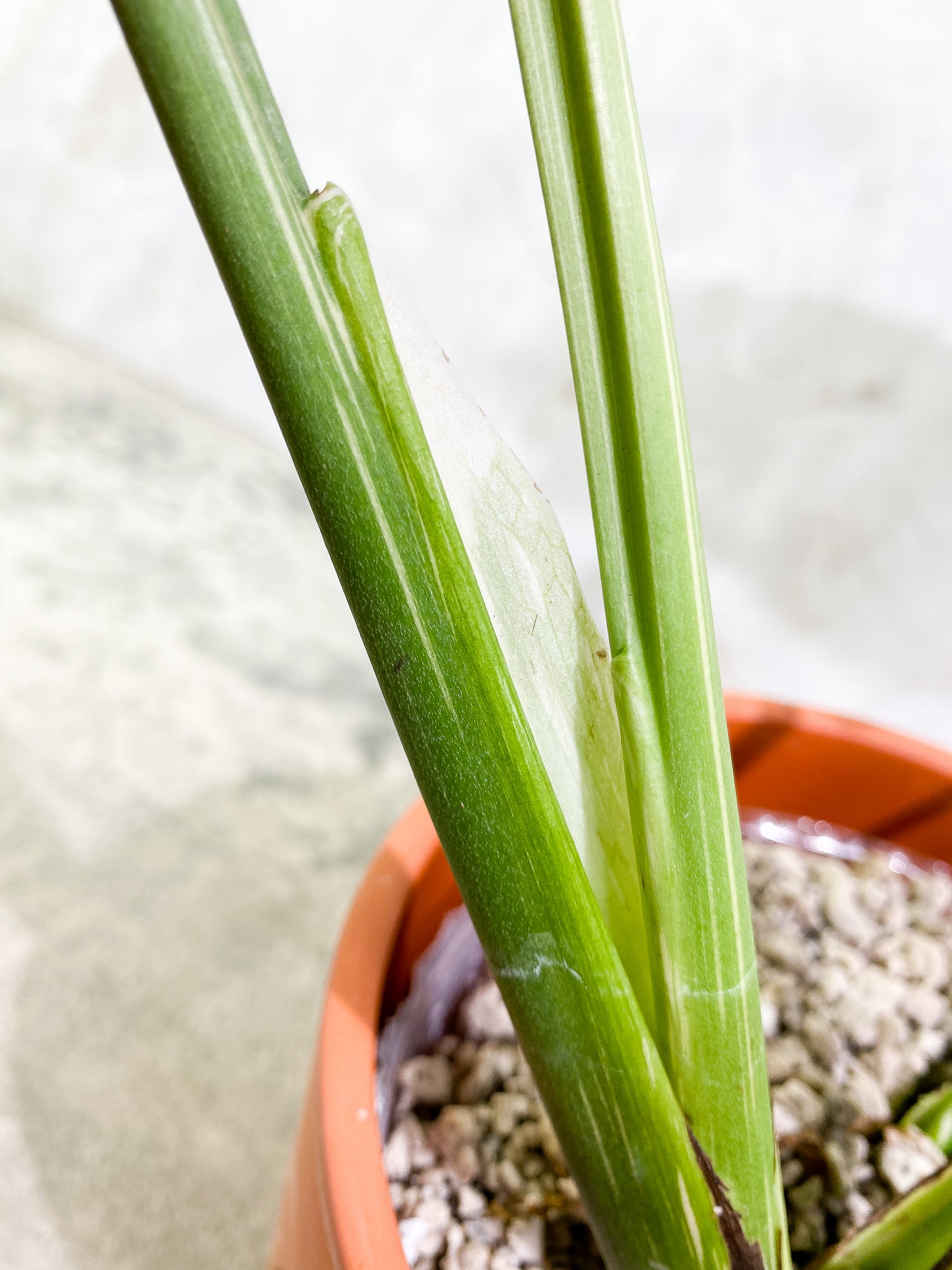 Monstera Thai Constellation 4leaves Slightly Rooted