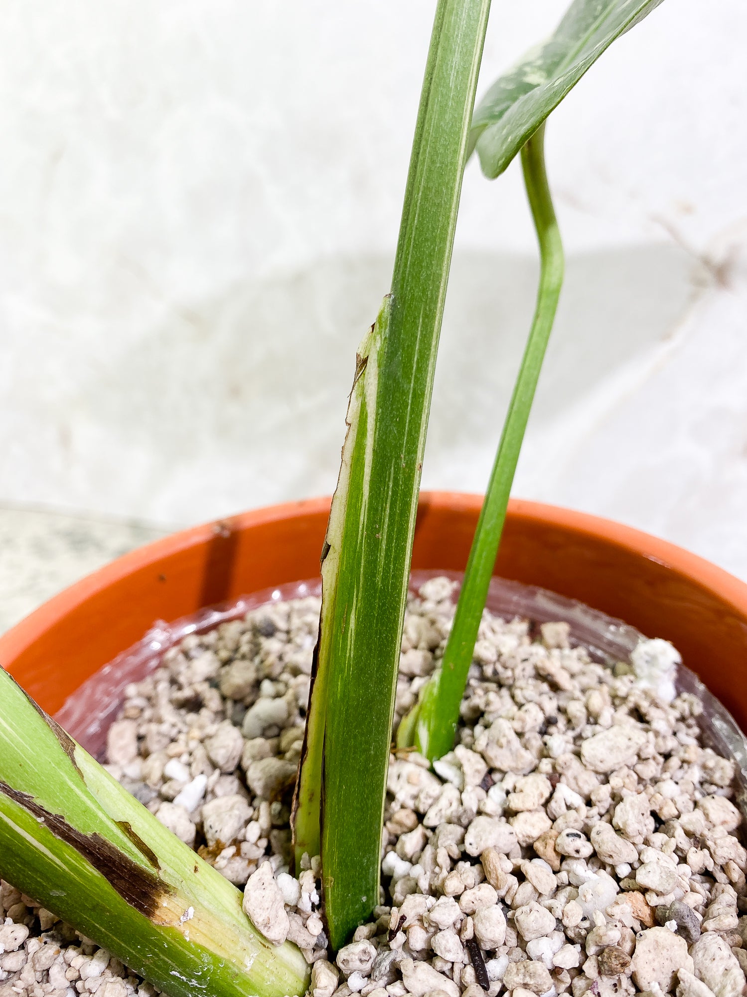 Monstera Thai Constellation 4leaves Slightly Rooted