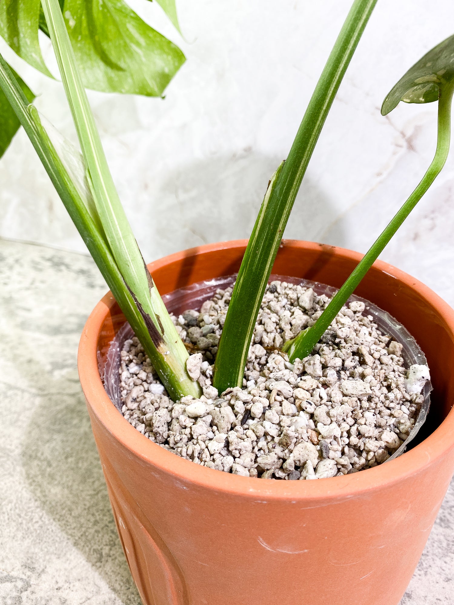 Monstera Thai Constellation 4leaves Slightly Rooted