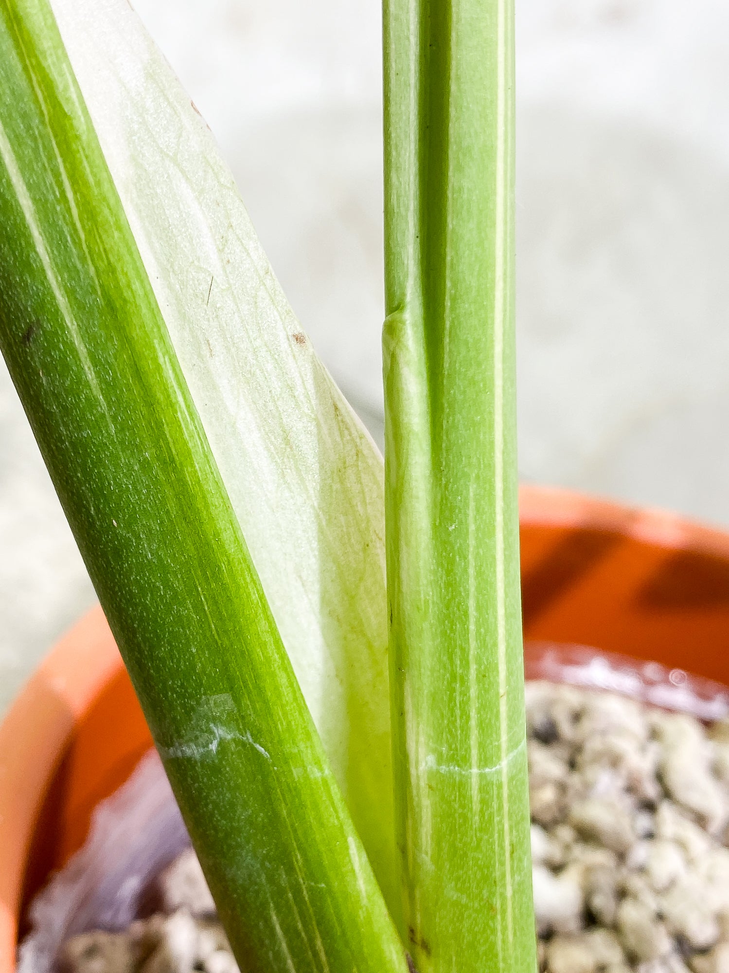 Monstera Thai Constellation 4leaves Slightly Rooted