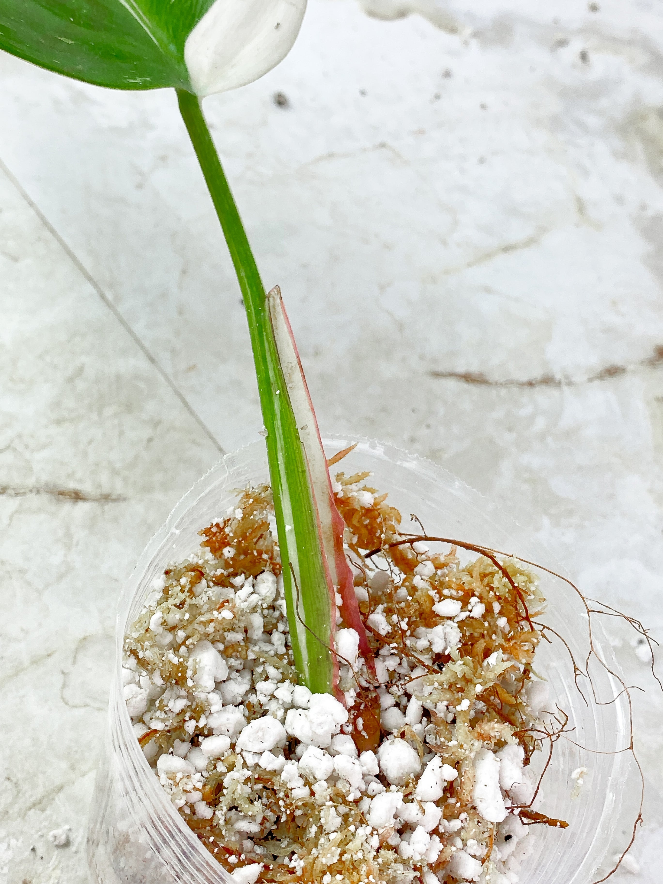 Philodendron White Princess Highly Variegated Slightly Rooted