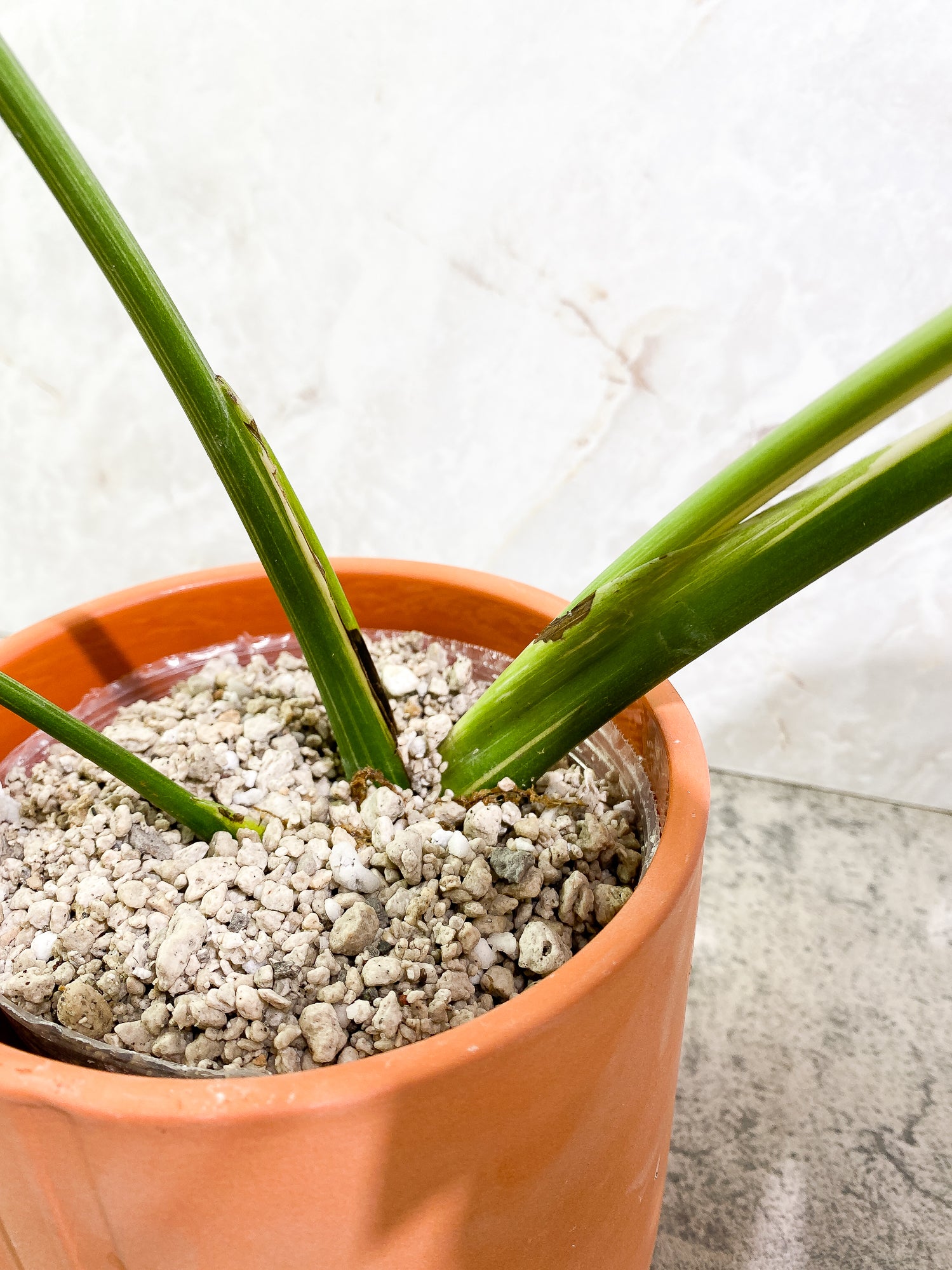 Monstera Thai Constellation 4leaves Slightly Rooted