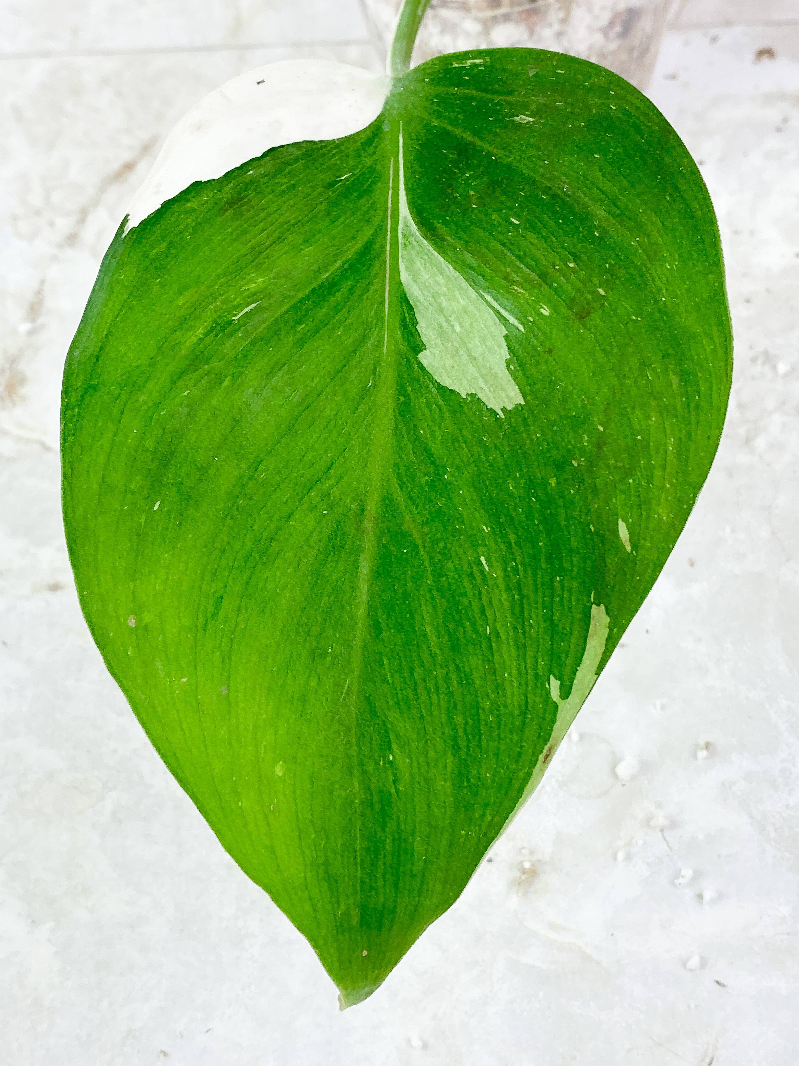 Philodendron White Princess Highly Variegated Slightly Rooted