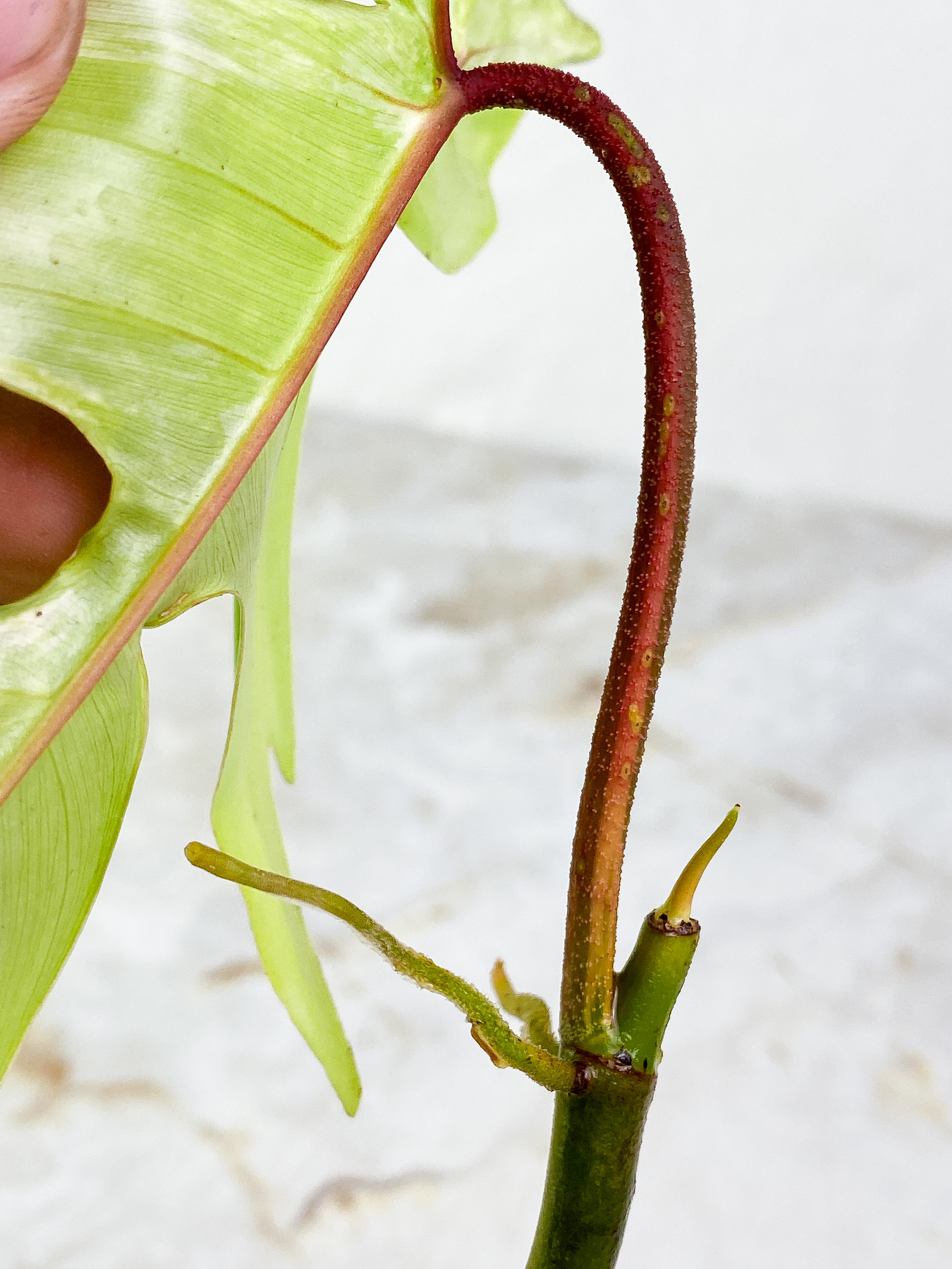 Florida ghost  1 leaf rooting 1 sprout