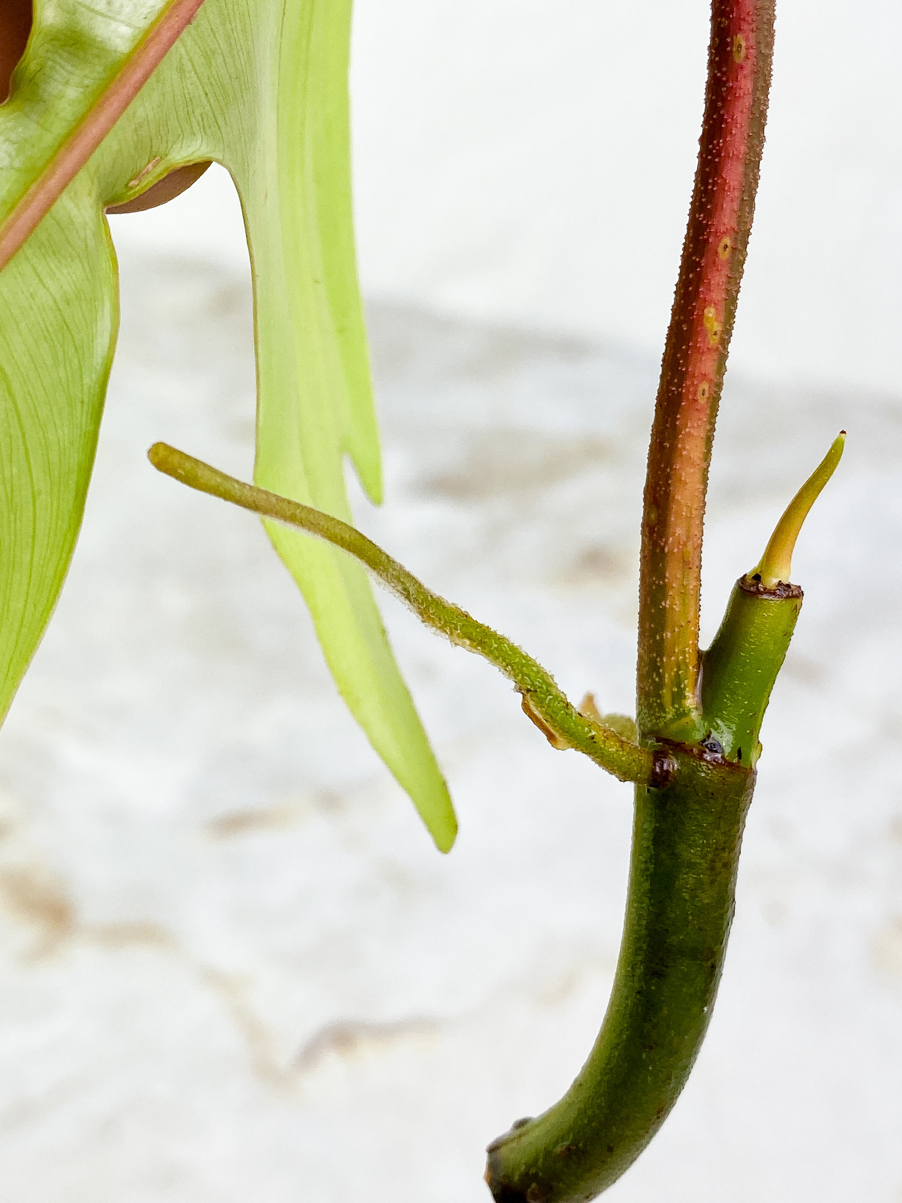 Florida ghost  1 leaf rooting 1 sprout