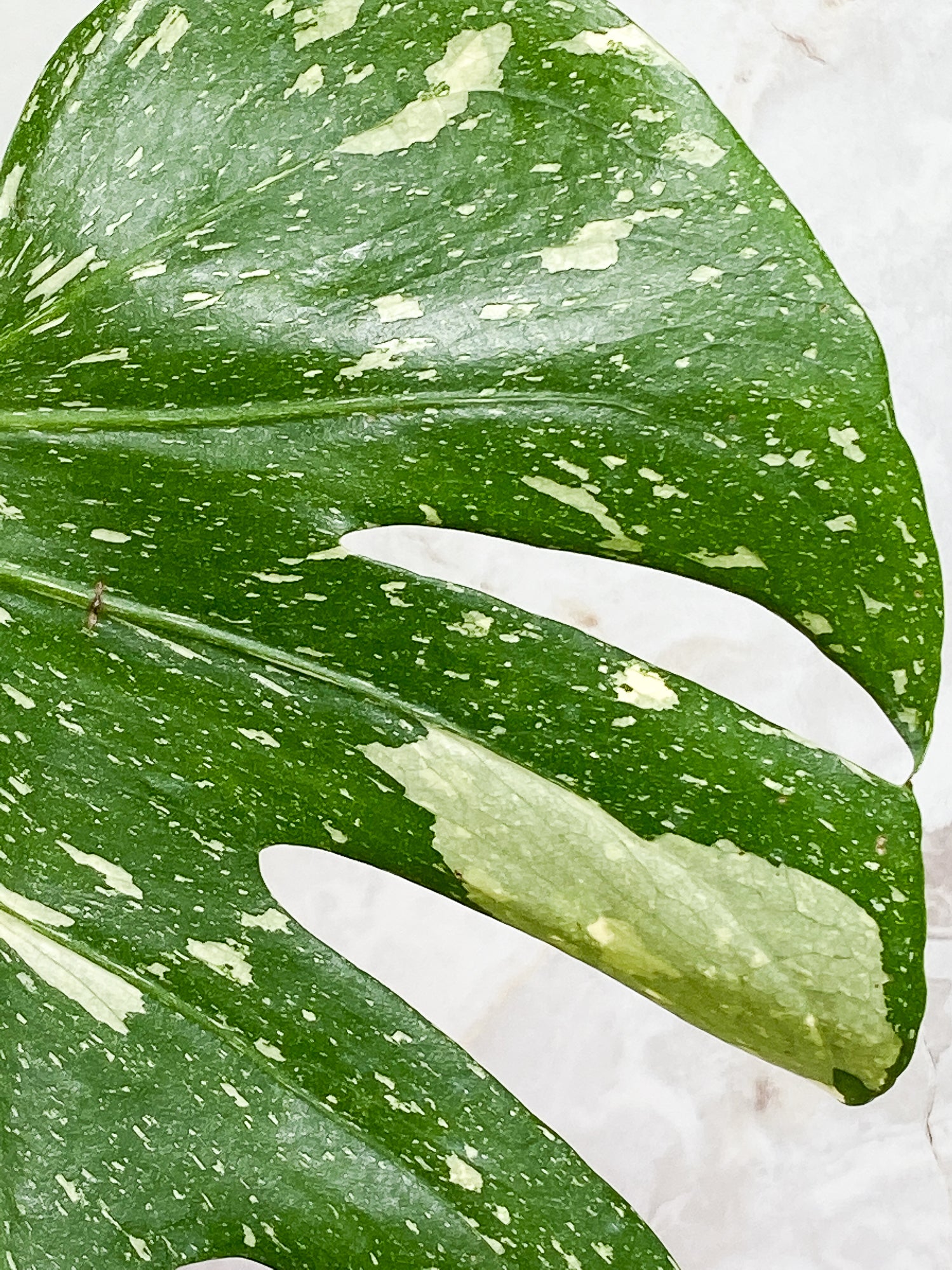 Monstera Thai Constellation 4leaves Slightly Rooted