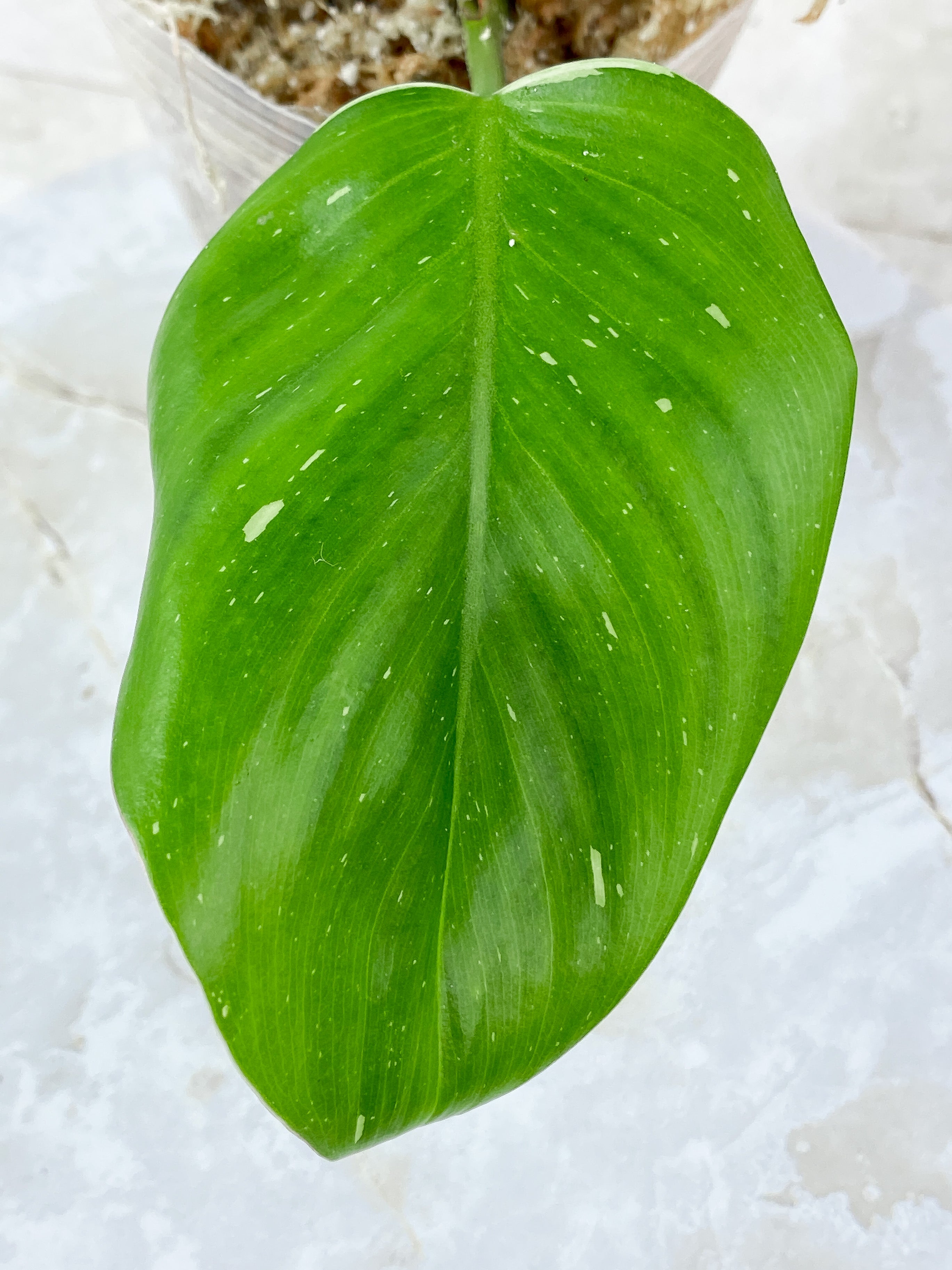 Philodendron White Princess 2 leaves Rooting