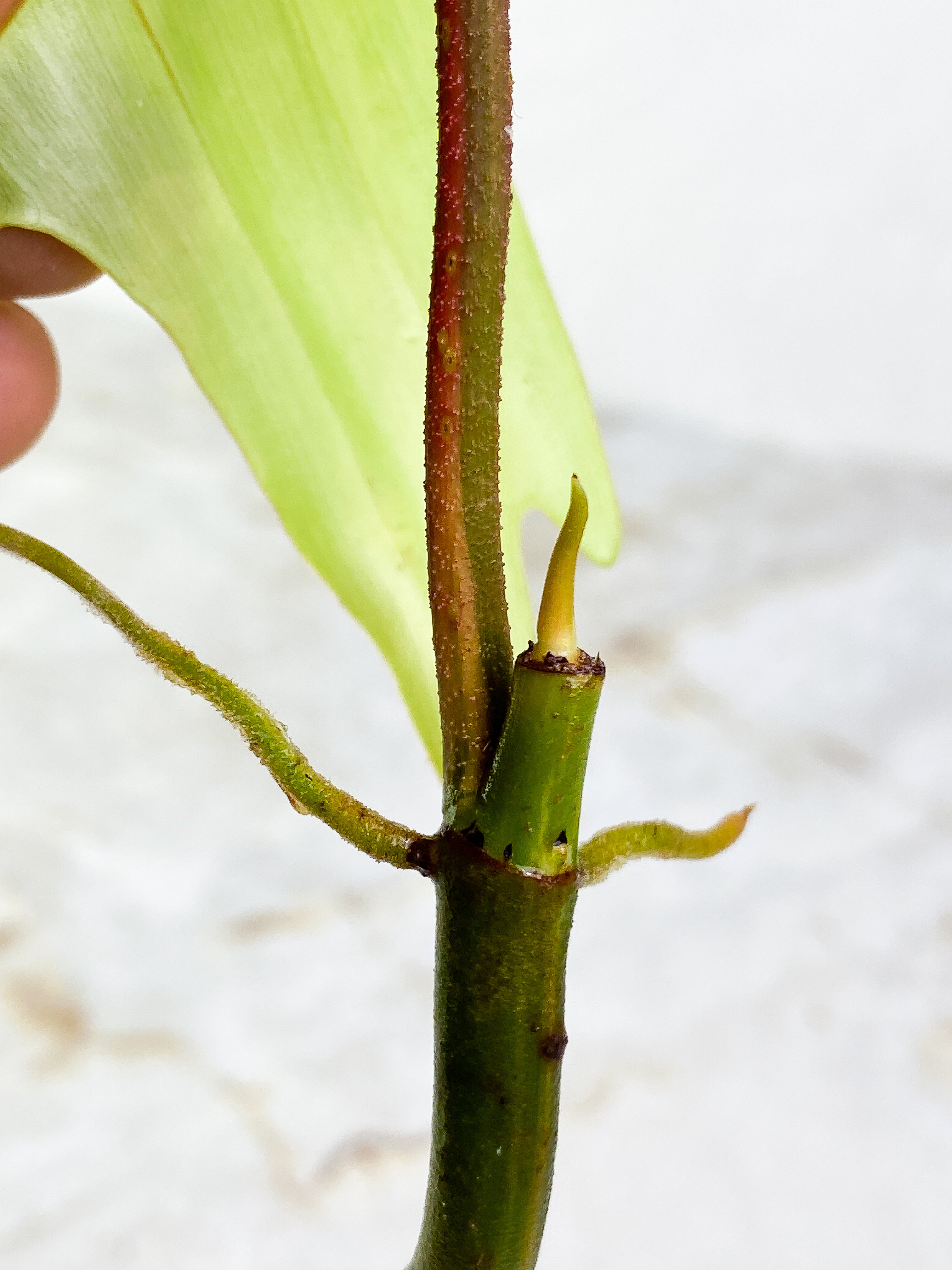 Florida ghost  1 leaf rooting 1 sprout