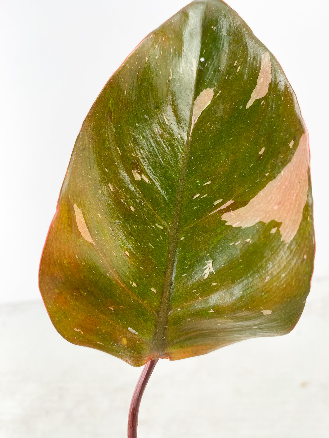 Philodendron red Anderson Rooting 1 leaf double node
