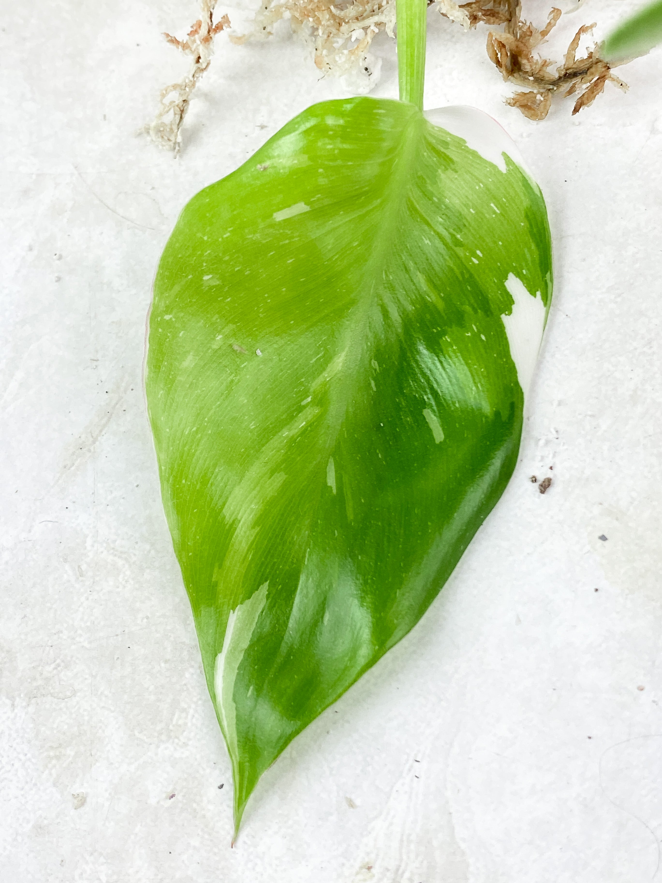 Philodendron White Princess 2 leaves Rooting