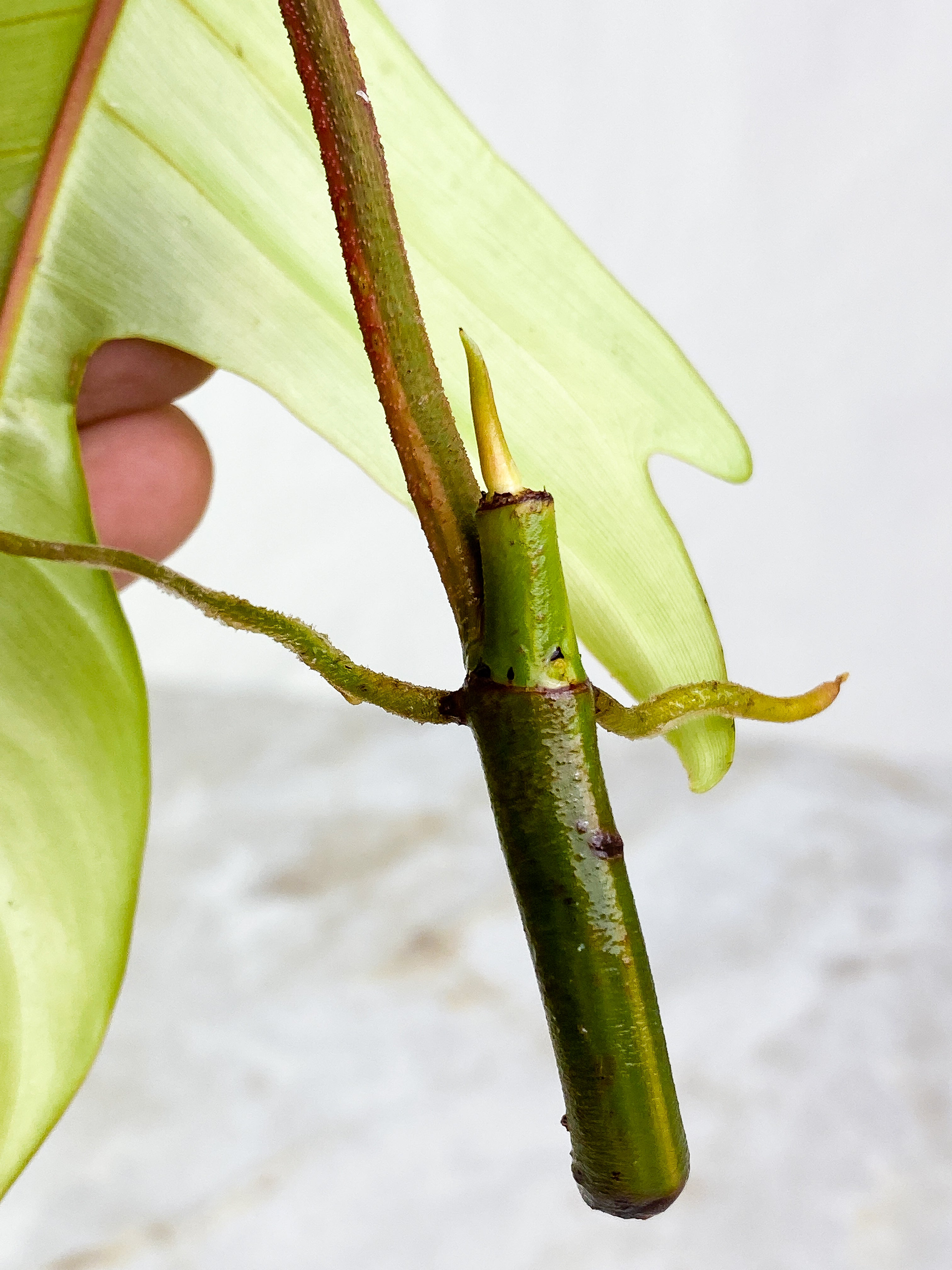 Florida ghost  1 leaf rooting 1 sprout