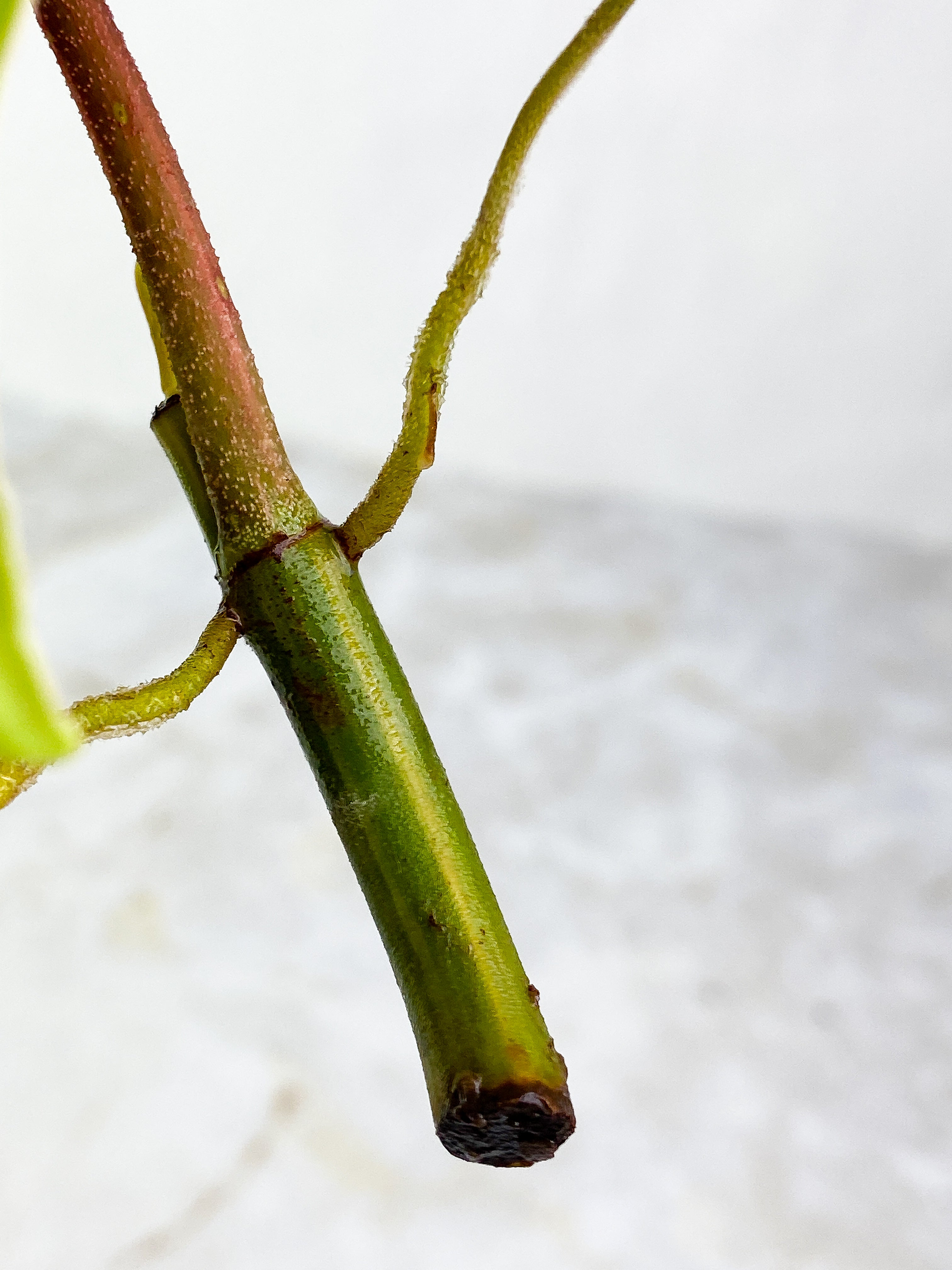 Florida ghost  1 leaf rooting 1 sprout