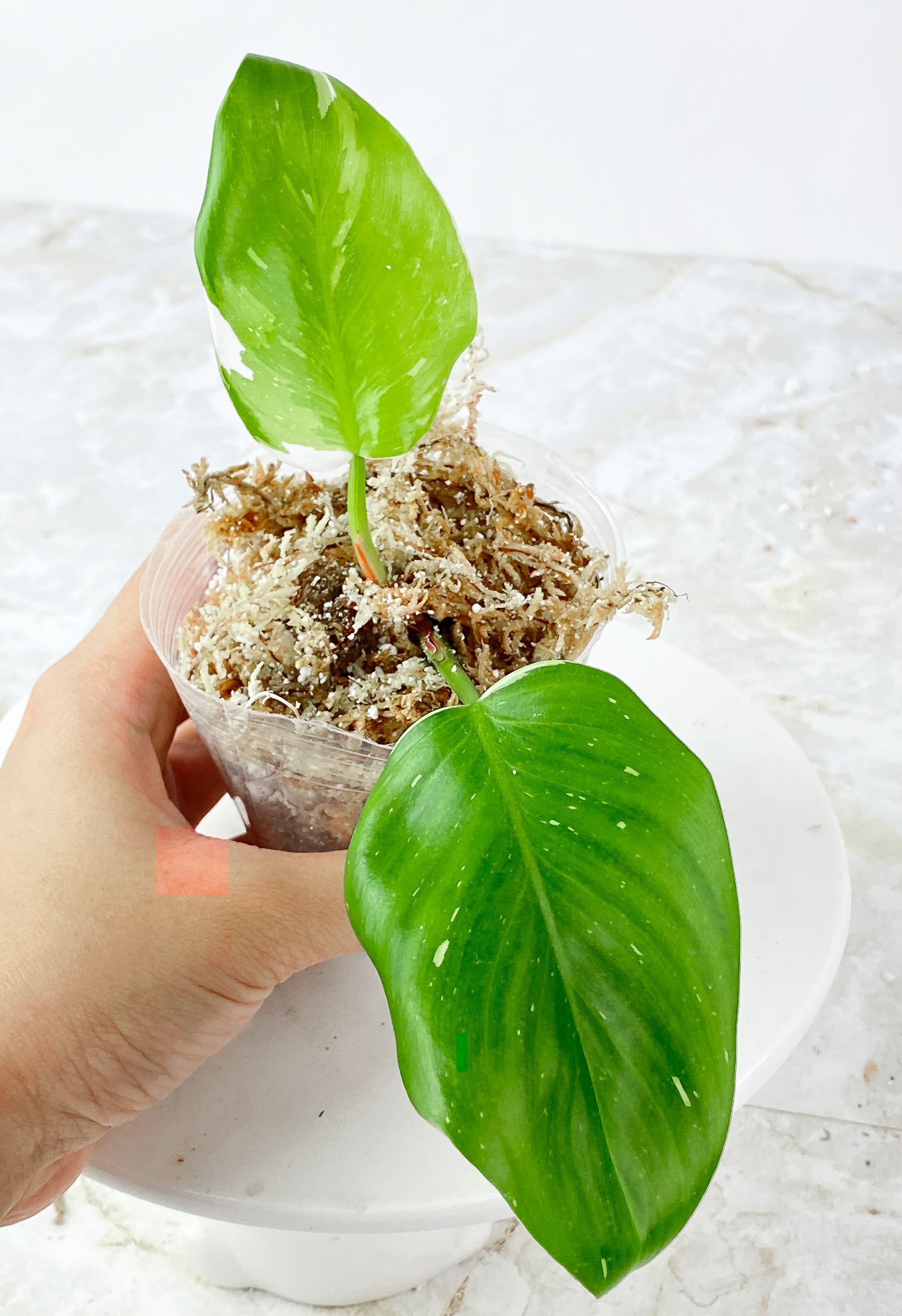 Philodendron White Princess 2 leaves Rooting