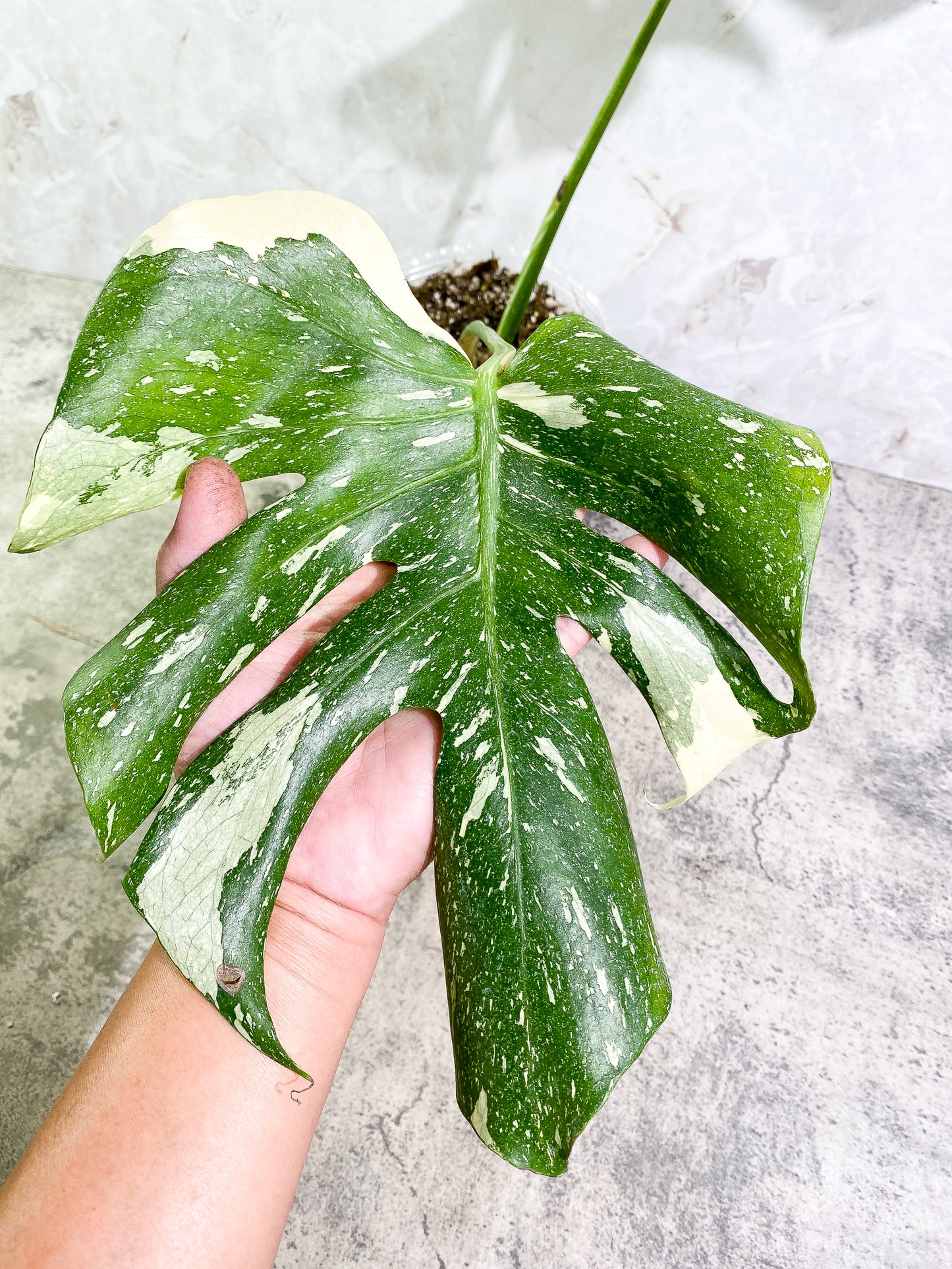 Monstera Thai Constellation 2 leaves Rooted