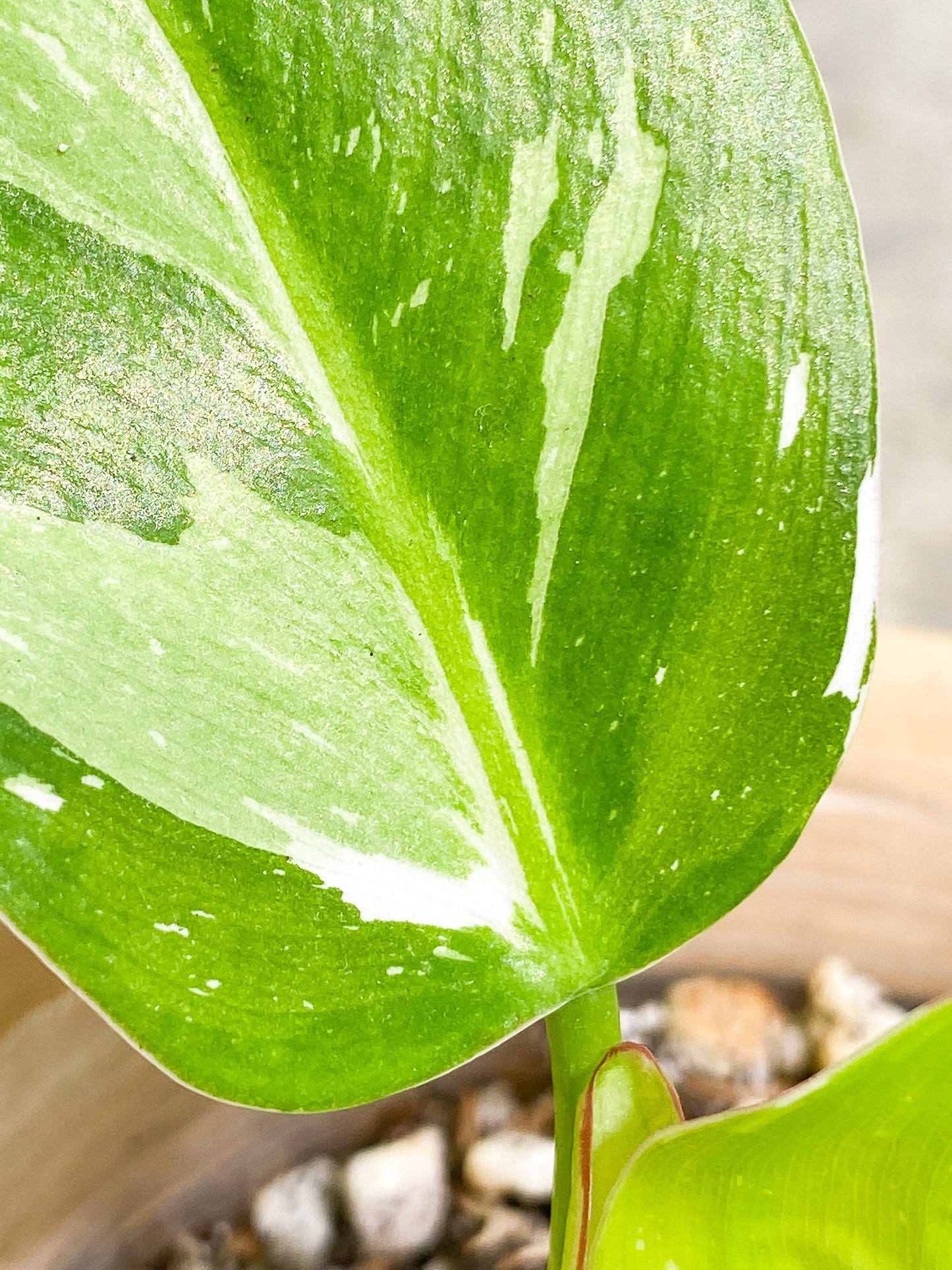 Philodendron White Princess 2 leaves fully rooted
